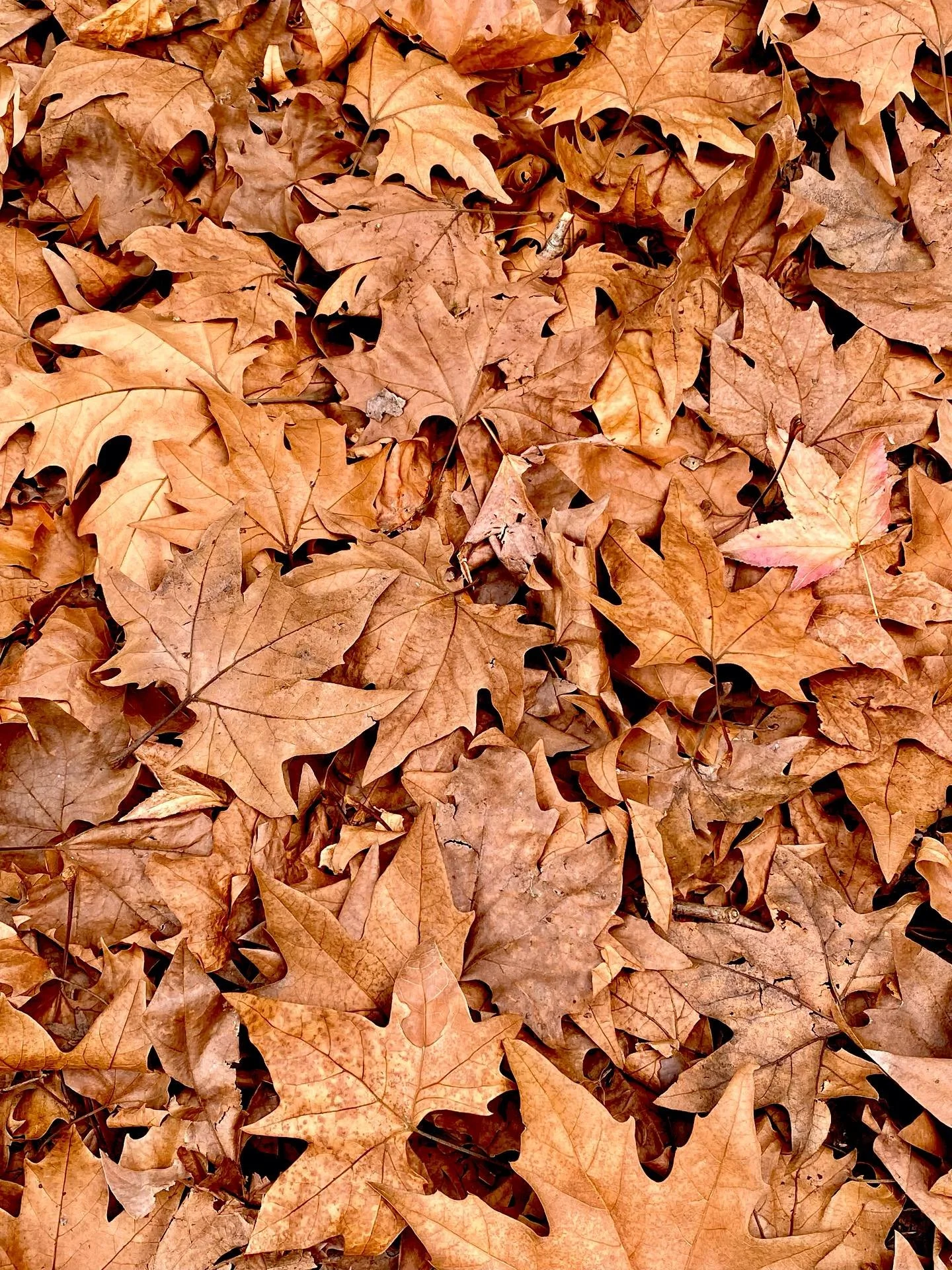 Burns Road, one of the best in Wahroonga