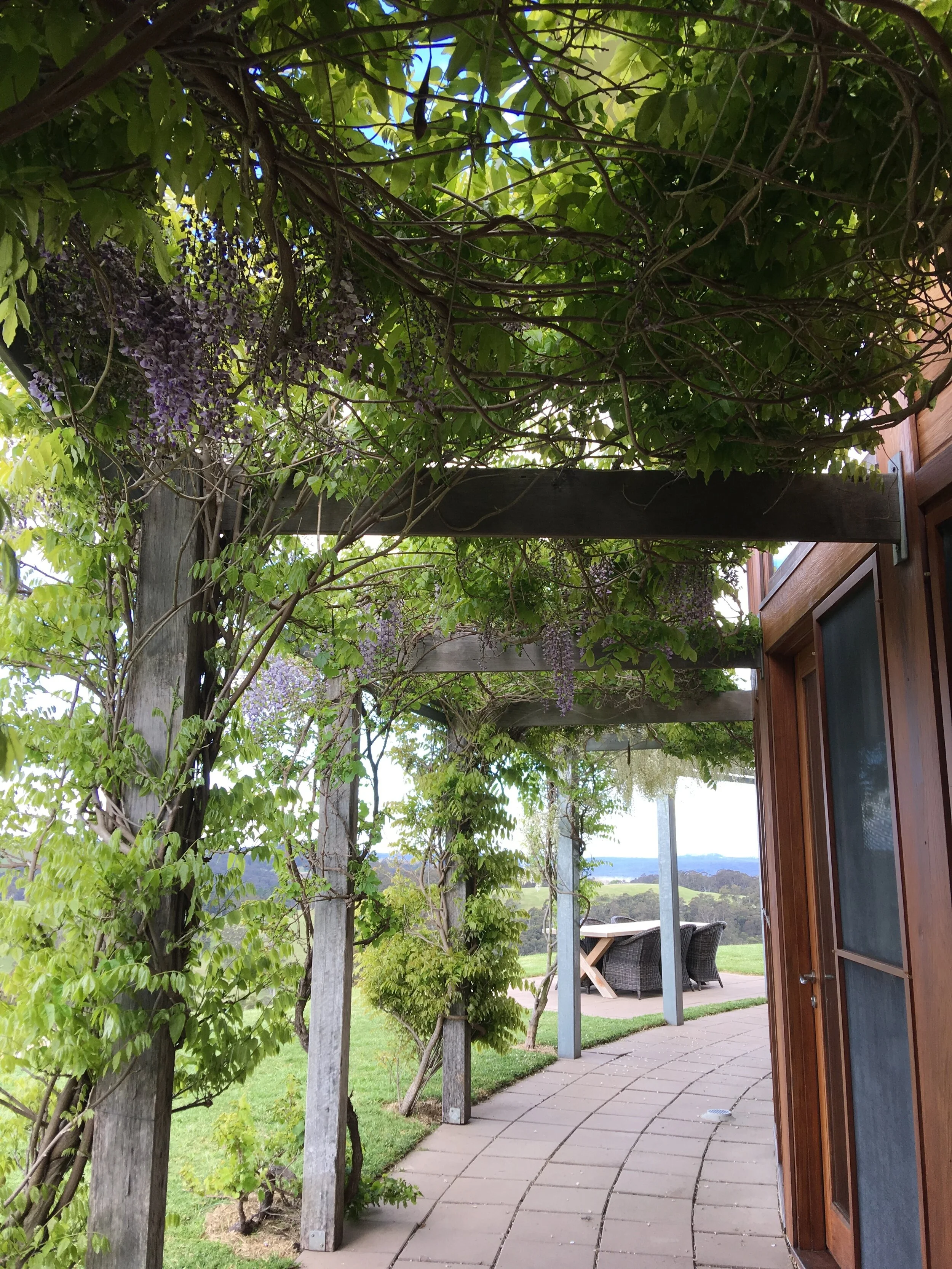 wisteria on pergola to provide shade in summer
