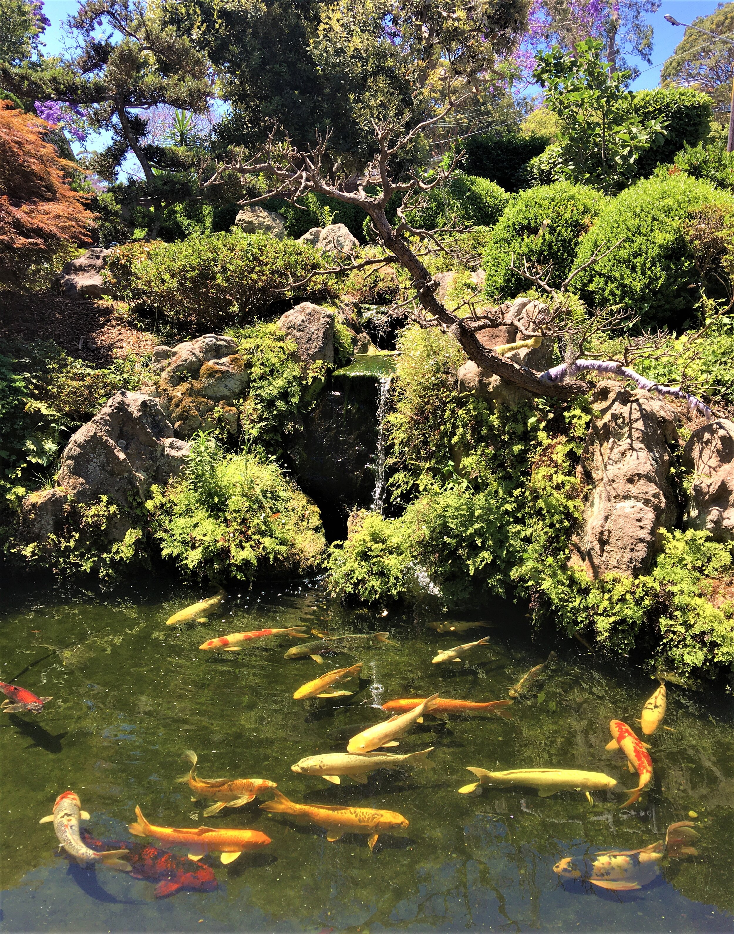 japanese carp pool