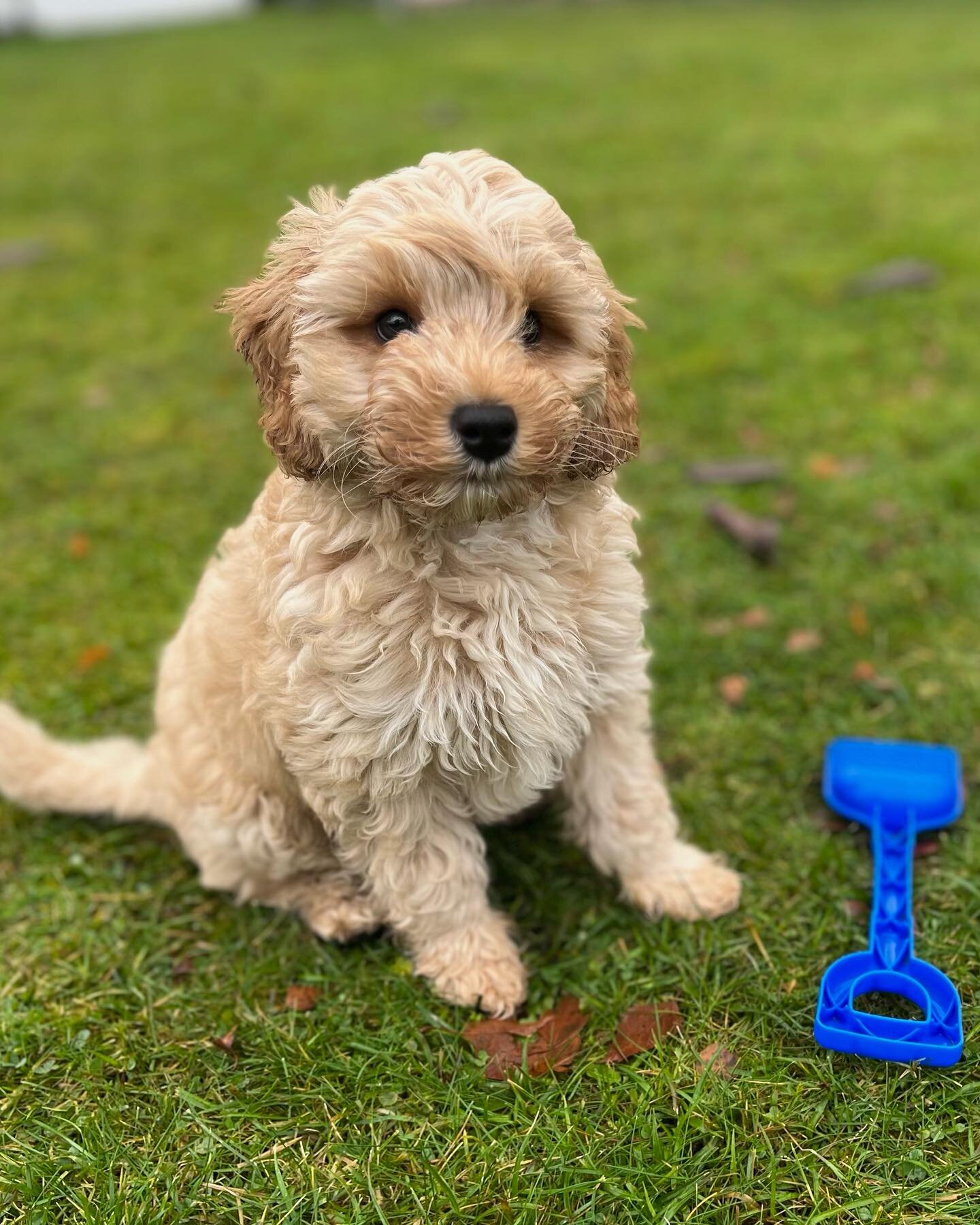 A non-jewellery post today, but a special one for the grid. Here&rsquo;s the newest four-legged member of the Brazen crew, little Bailey 💙 He&rsquo;ll mainly be working from home with Gilly, but he&rsquo;s excited to head into the studio when he&rsq