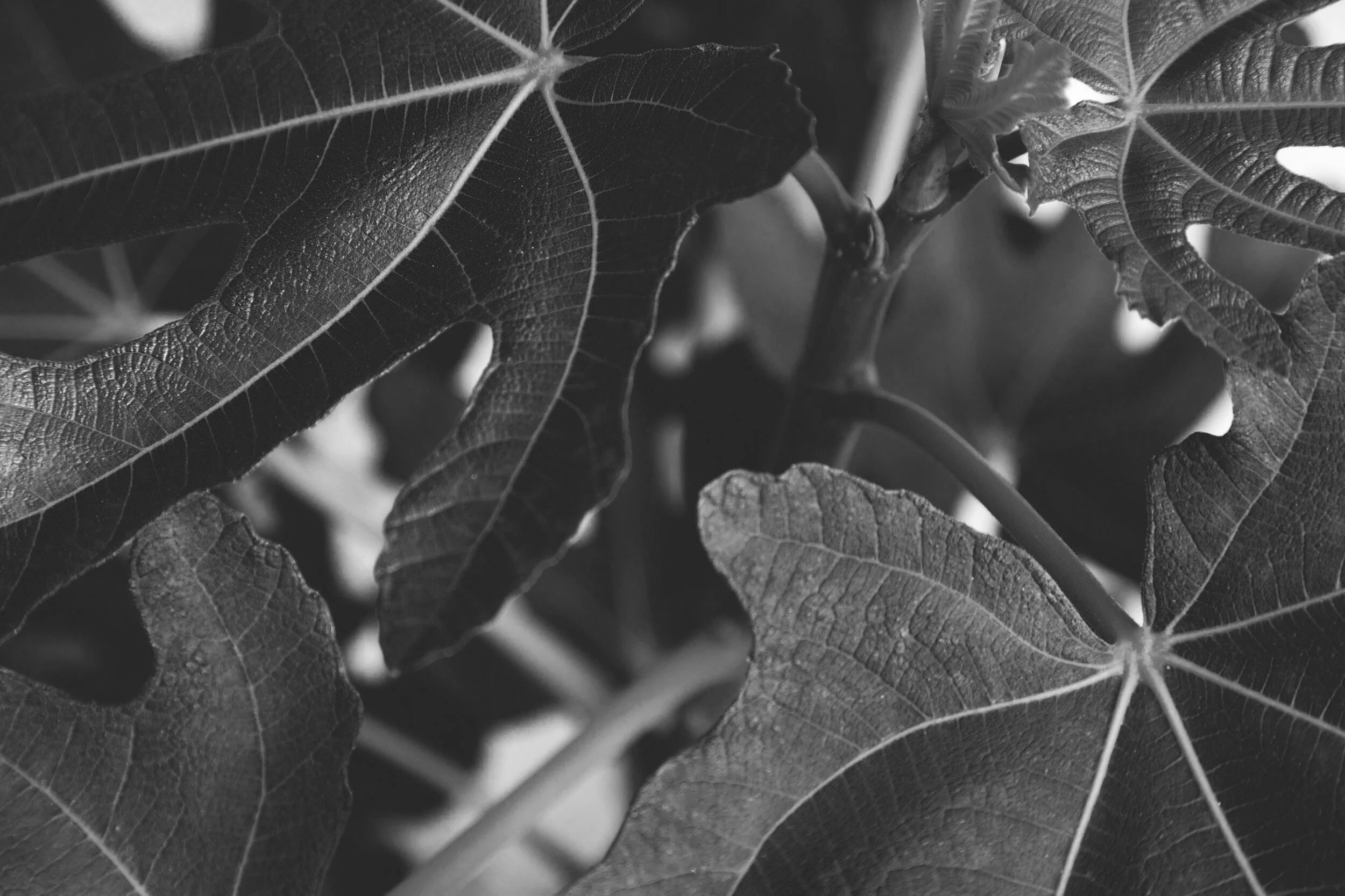 Garden049.jpg