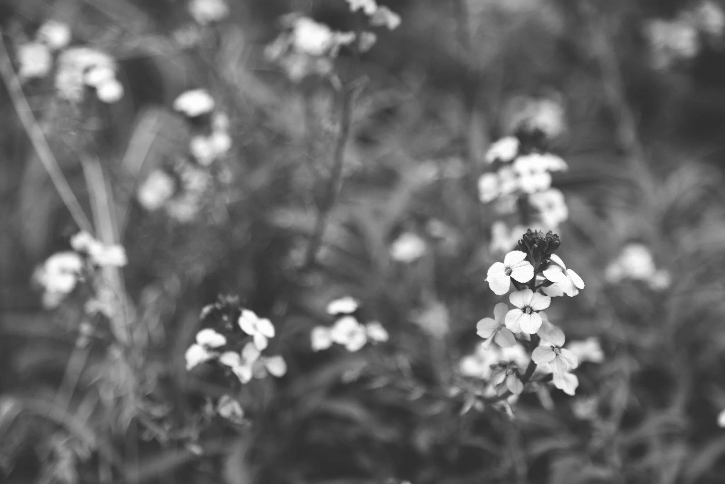 Garden065.jpg