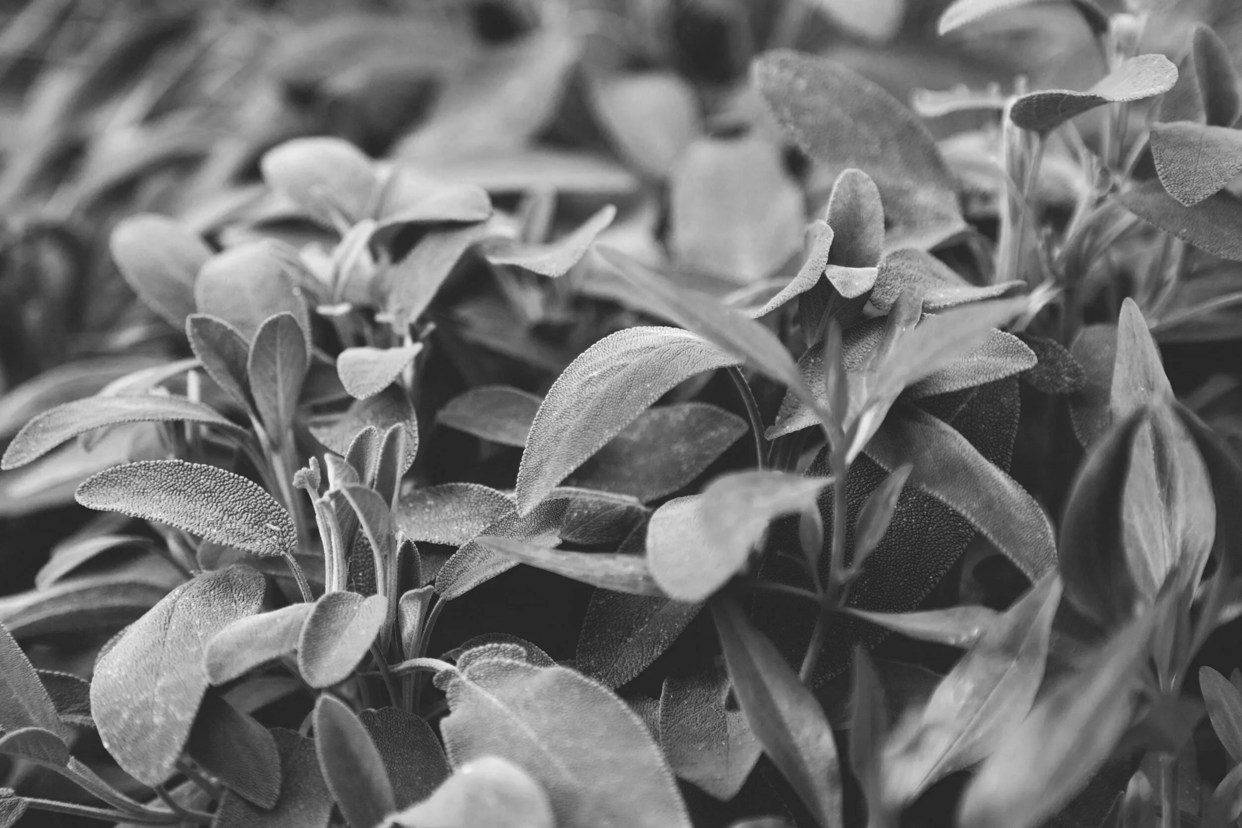 Garden035.jpg