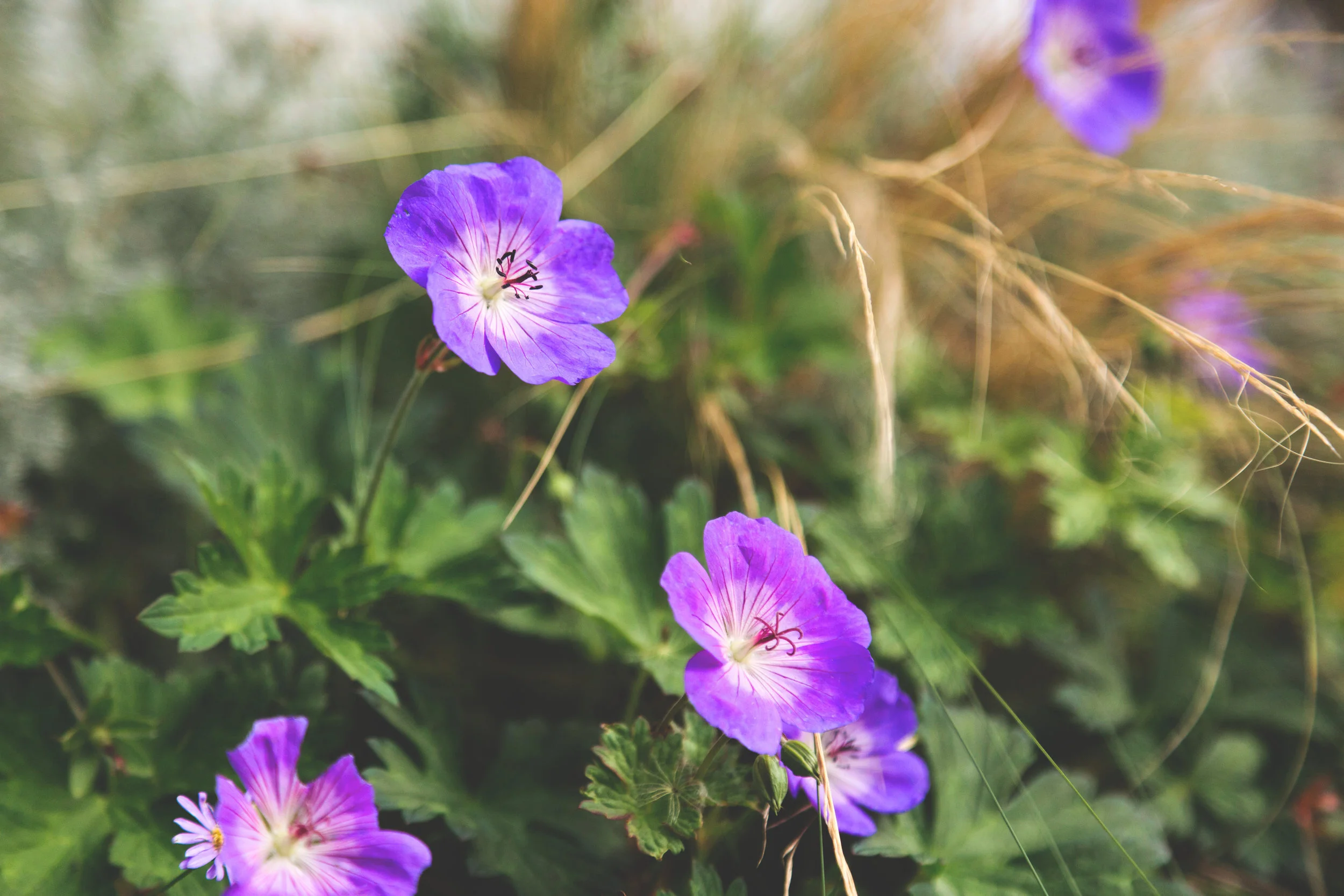 Garden037.jpg