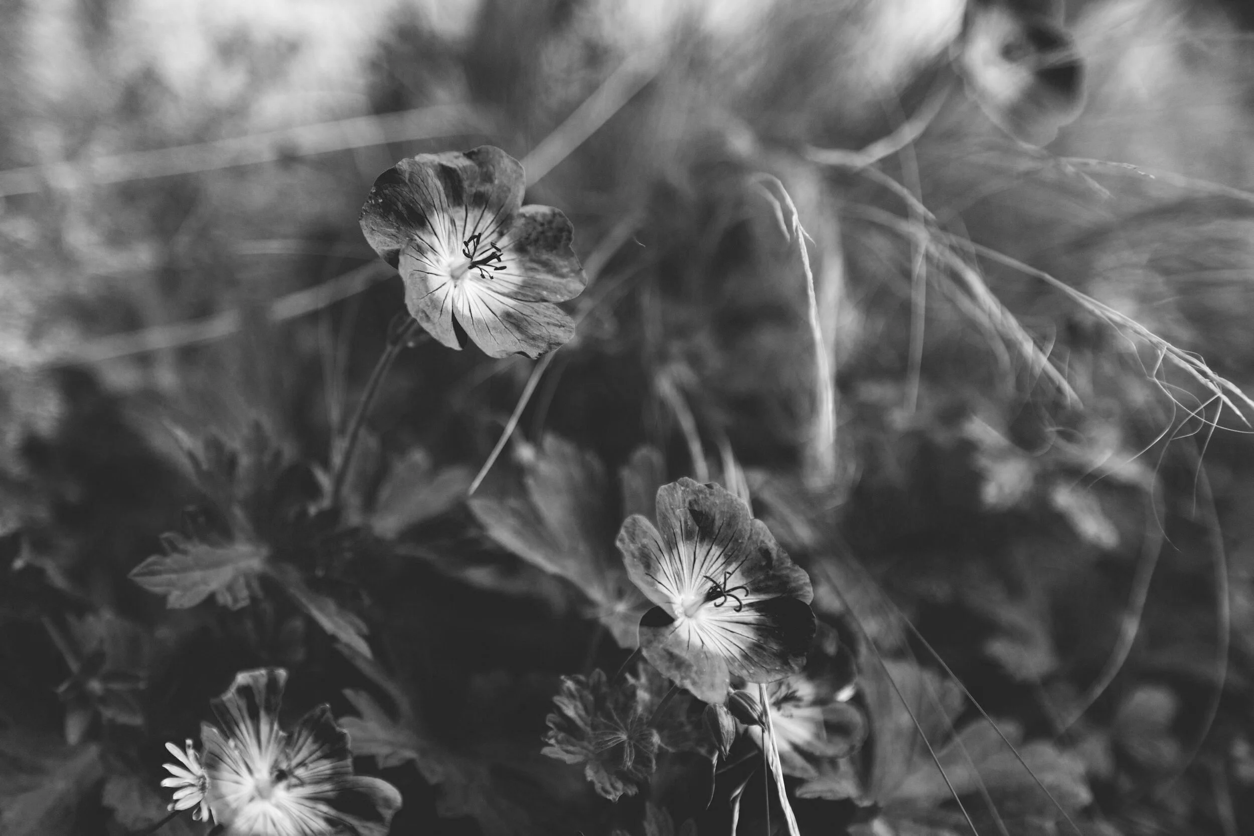 Garden037.jpg