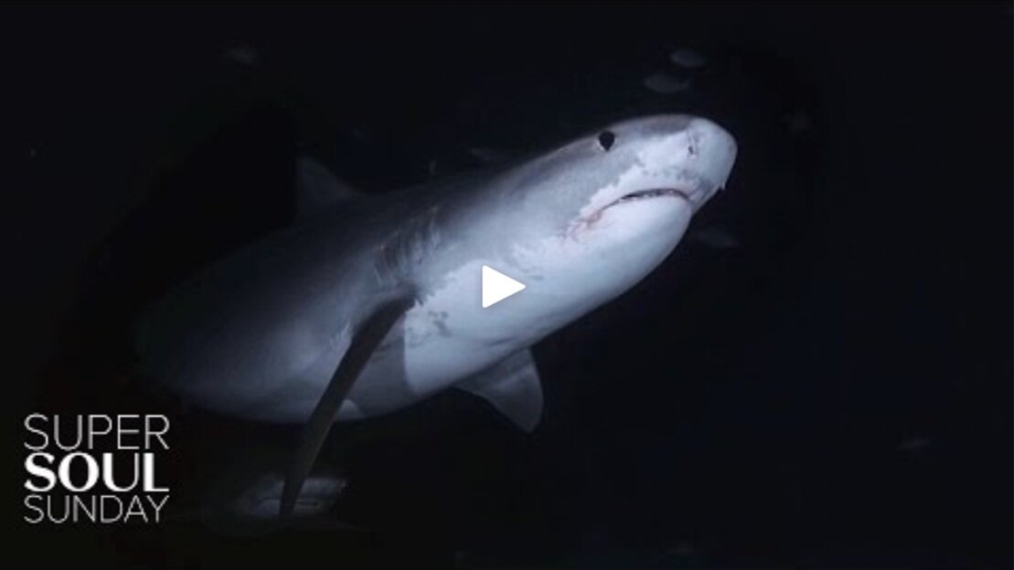 Oprah Super Soul Sunday: Showing Empathy for the Animals Who Scare Us Most