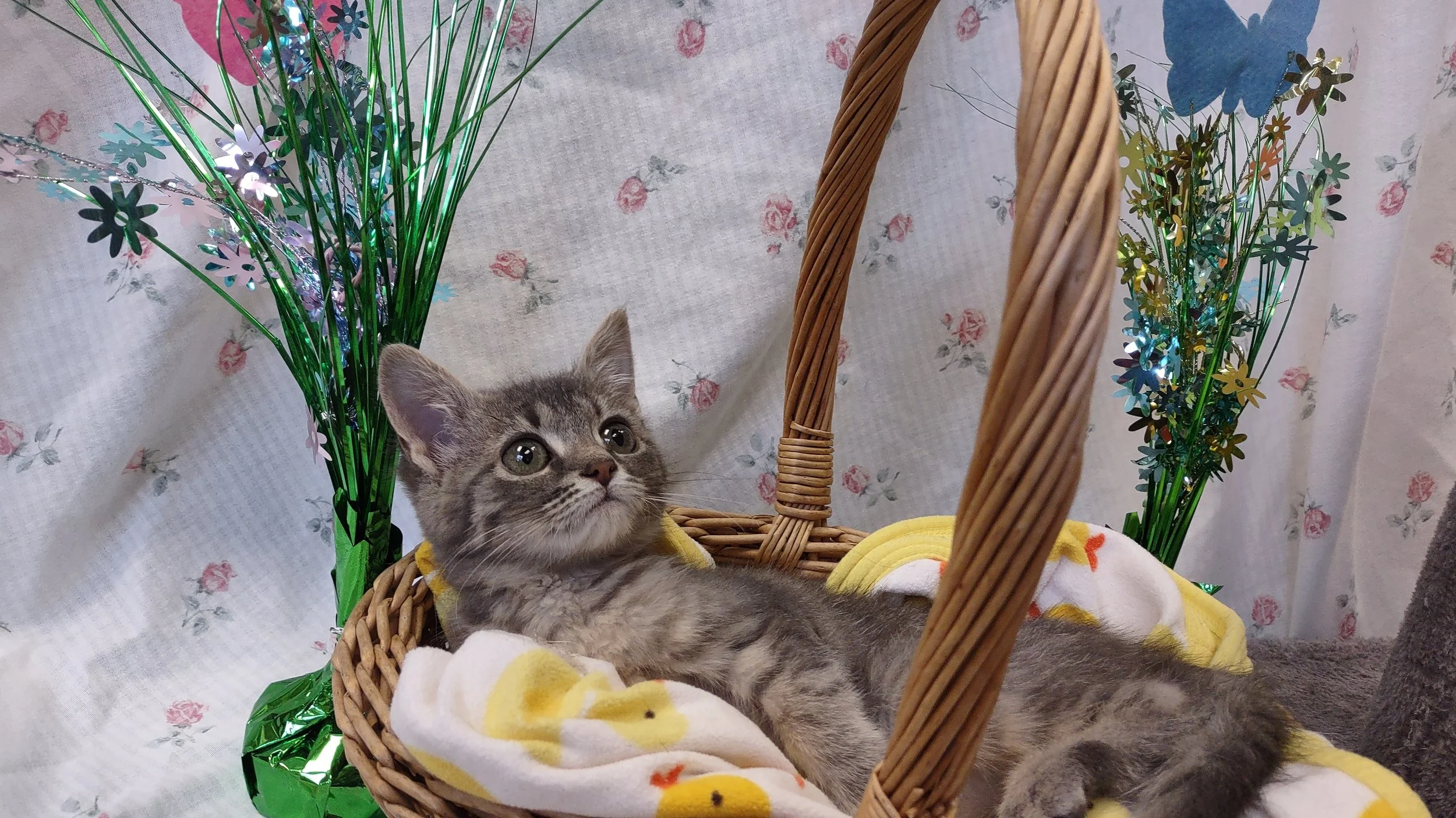 Pet Pictures with the Easter Bunny + Bake Sale