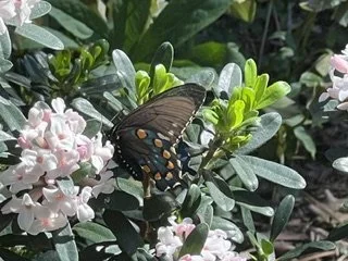 IMG_2294.jpeg