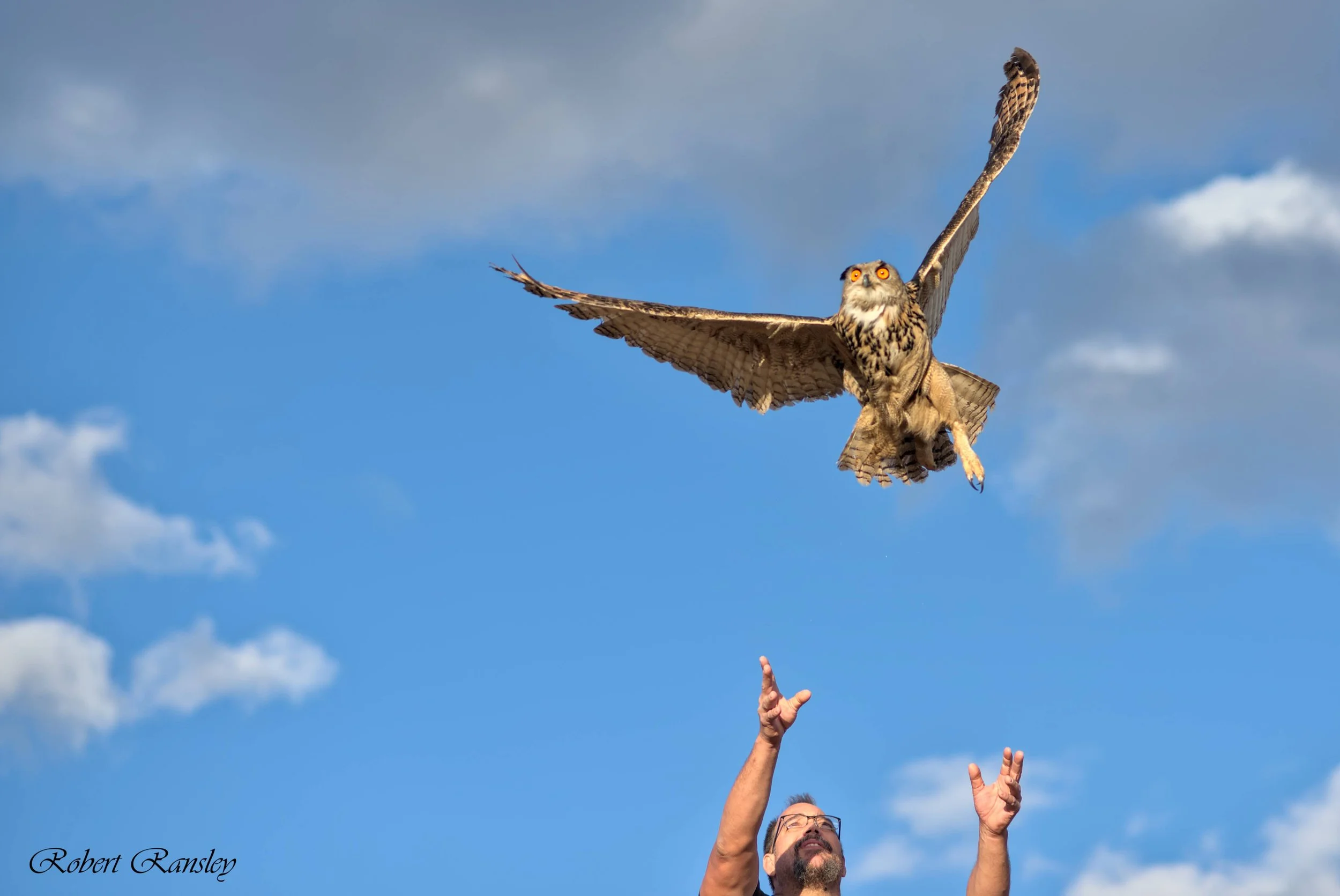 ransley photography AMUS bird release suelta aves (38).jpg