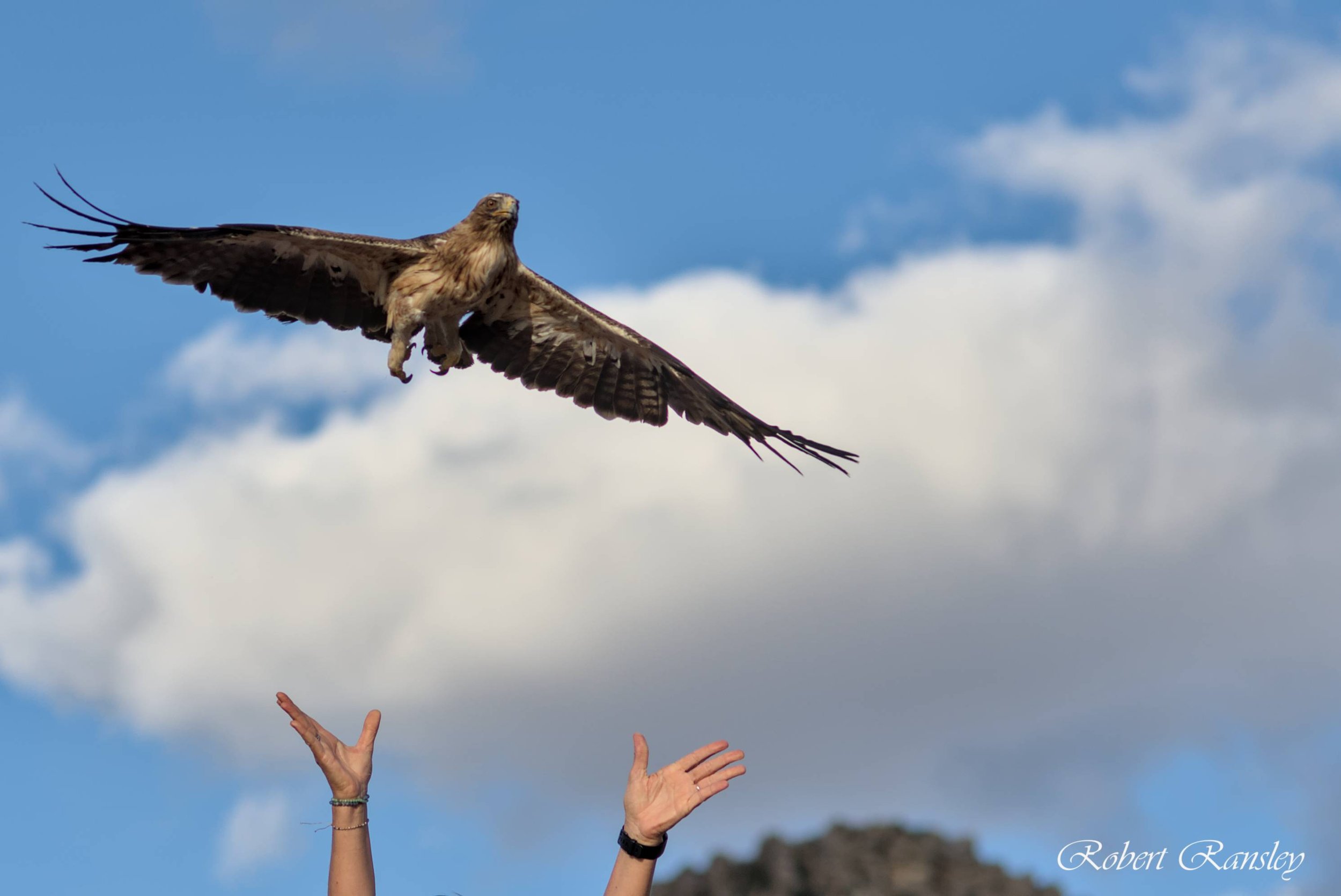 ransley photography AMUS bird release suelta aves (28).jpg