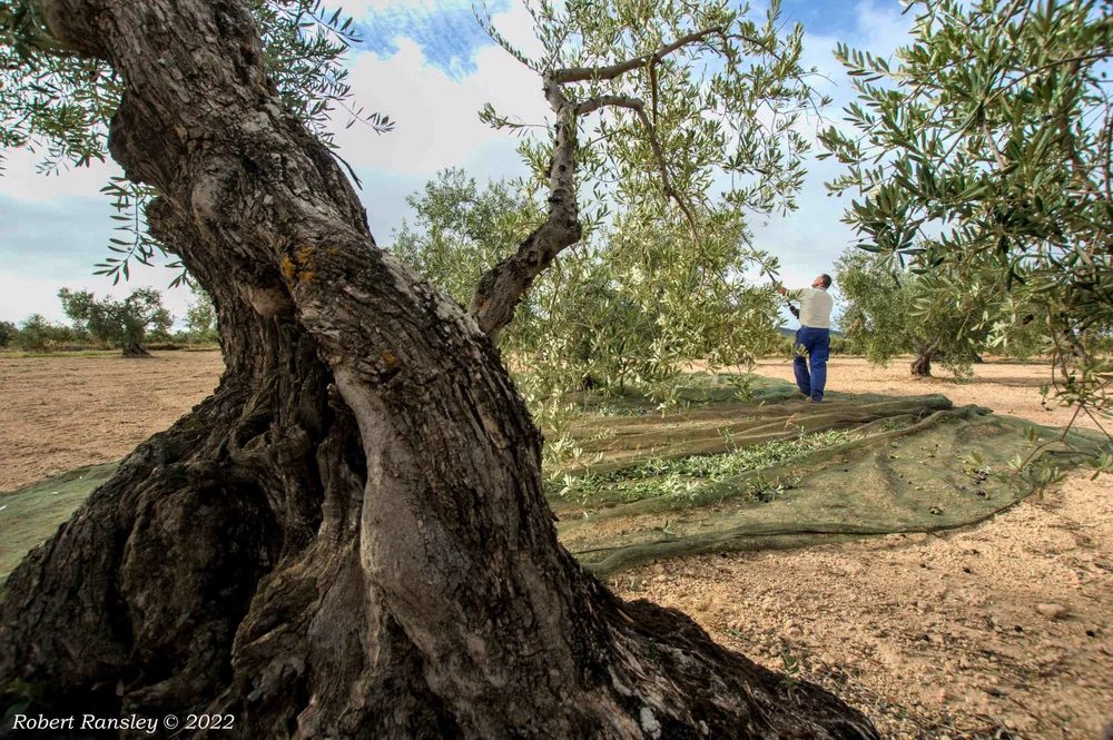 olives harvest tradition aceitunas cosecha tradicion storytelling photo essay freelance story cuento article articulo (36).jpg