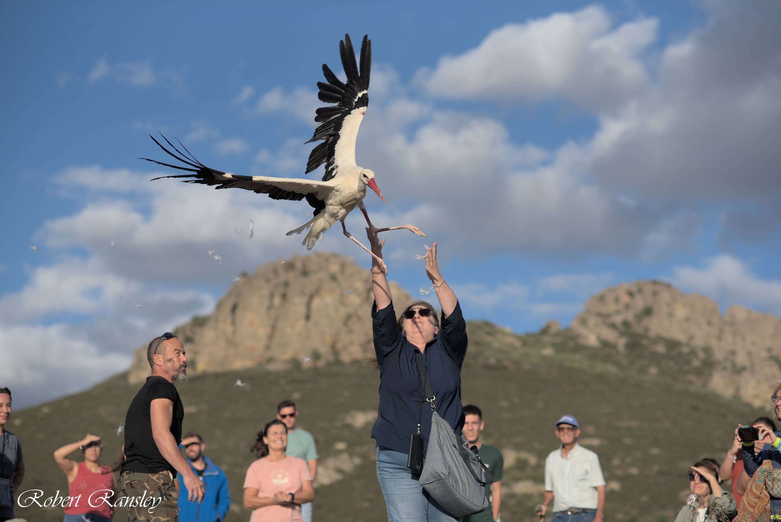 ransley photography AMUS bird release suelta aves (13).jpg