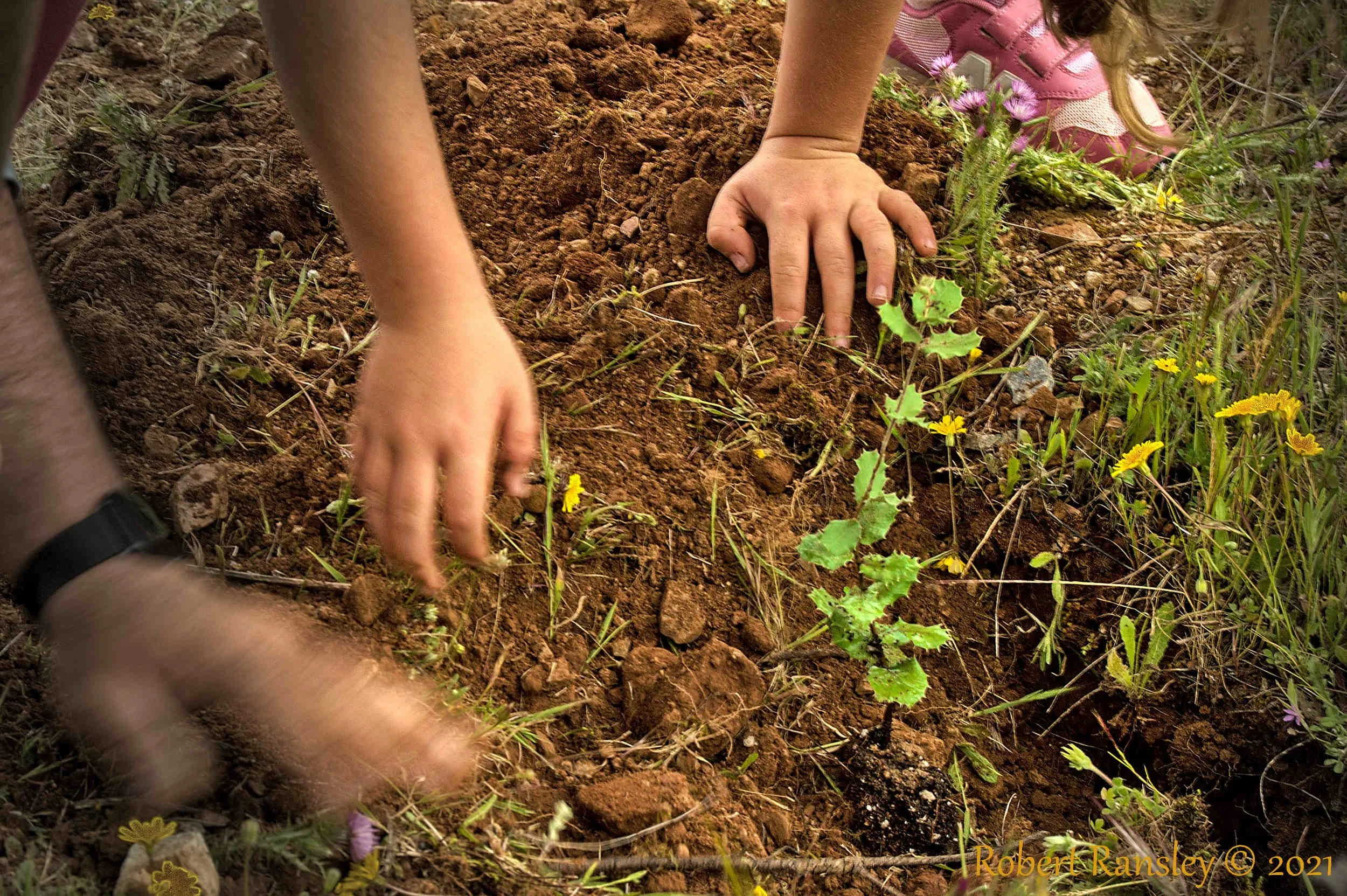 tree planting hands dirt.jpg