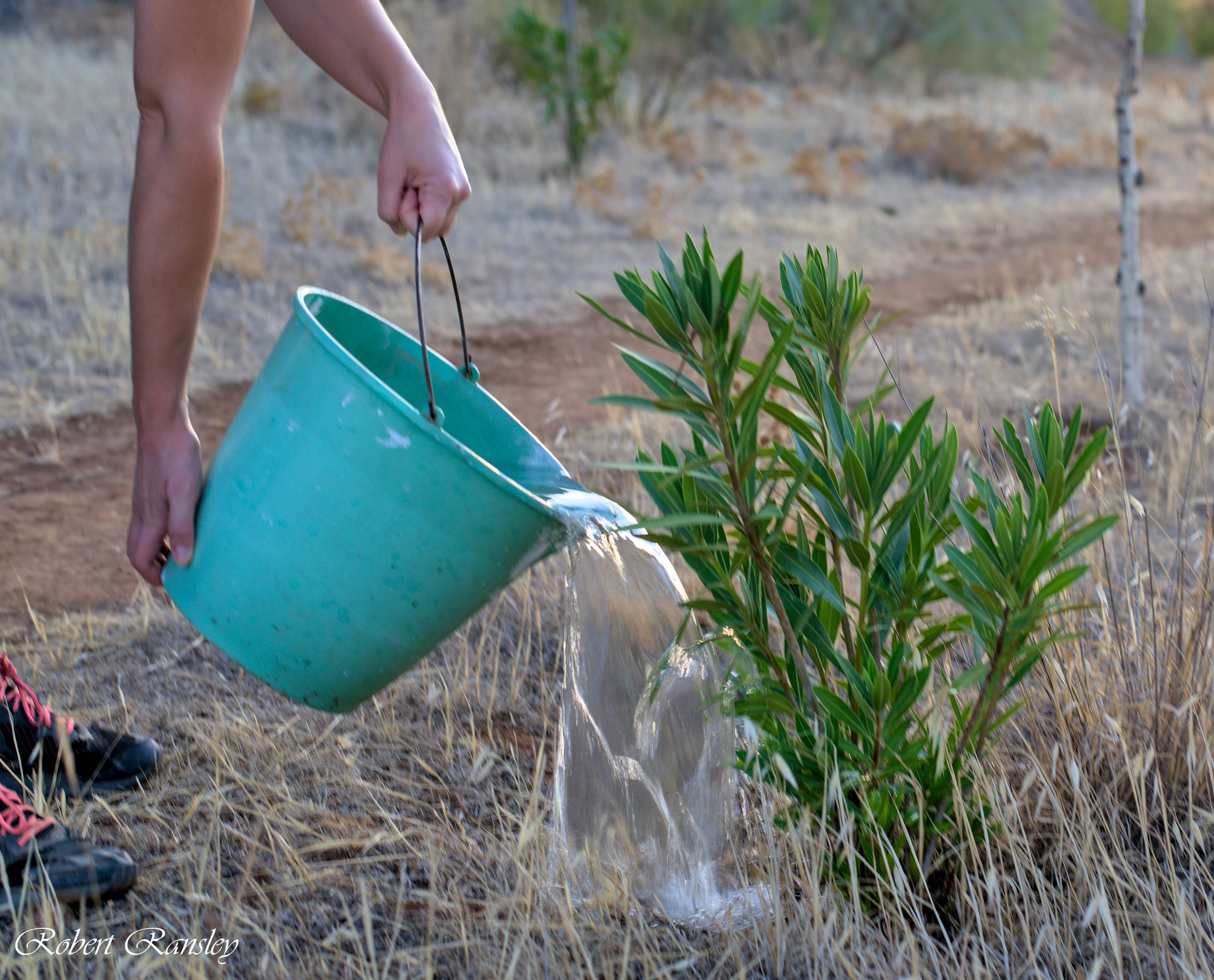ransley photography 2023-08-27 tree watering pulmon verde ecology (2).jpg