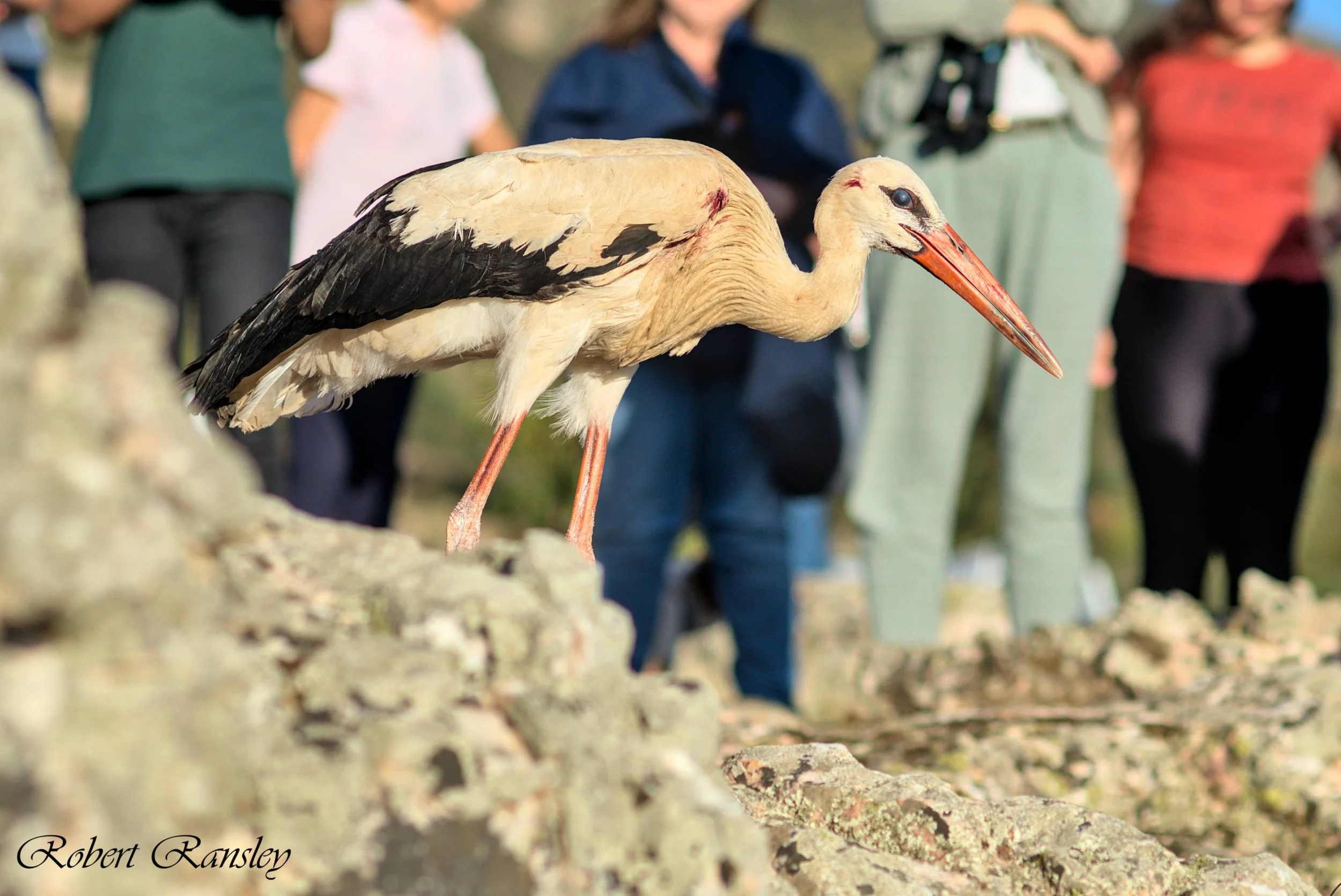 ransley photography AMUS bird release suelta aves (4).jpg