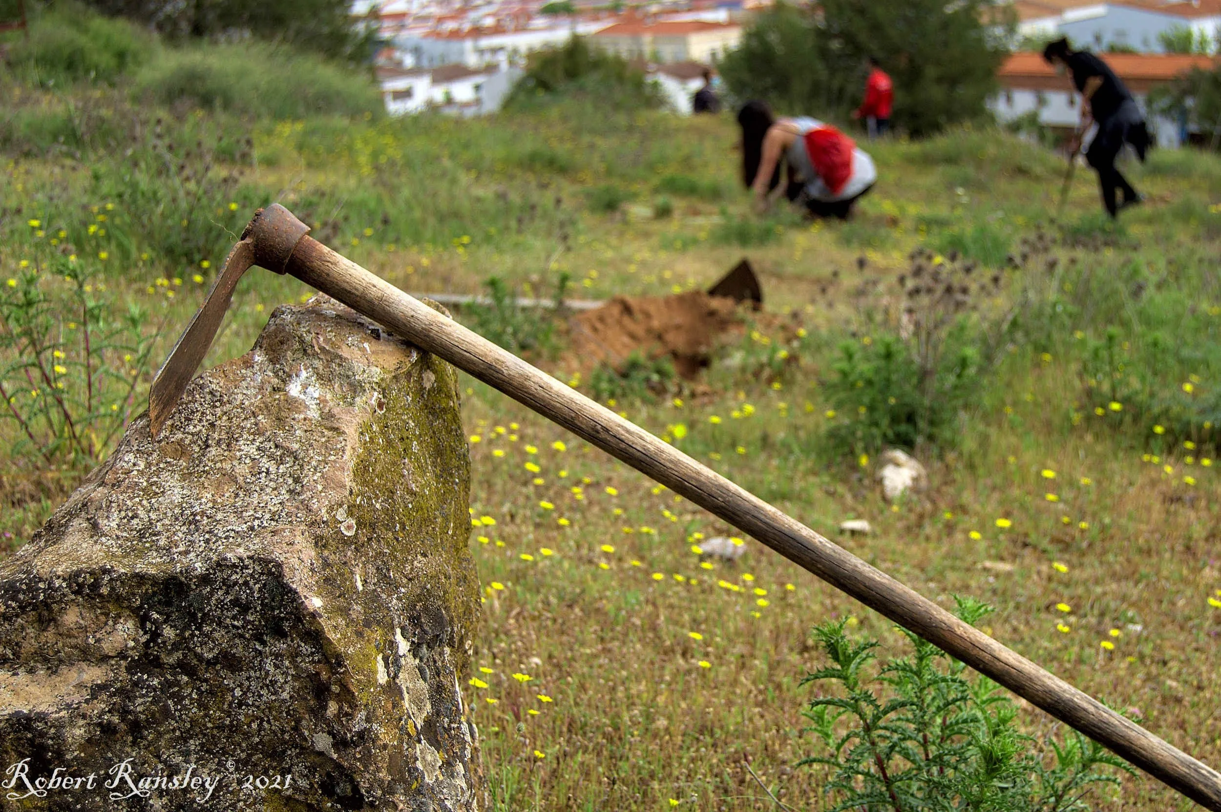 tree planting hoe.jpg