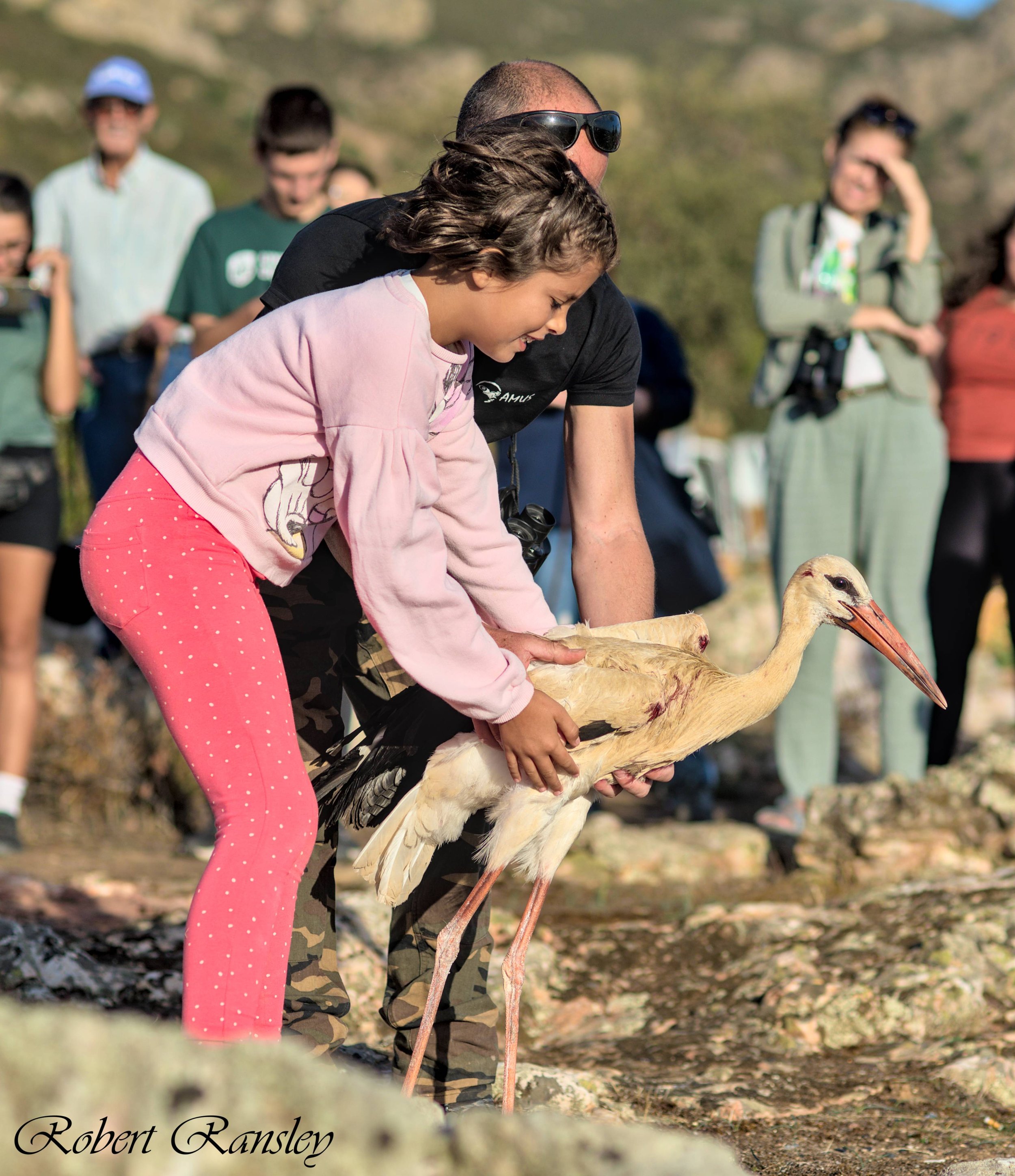 ransley photography AMUS bird release suelta aves (3).jpg