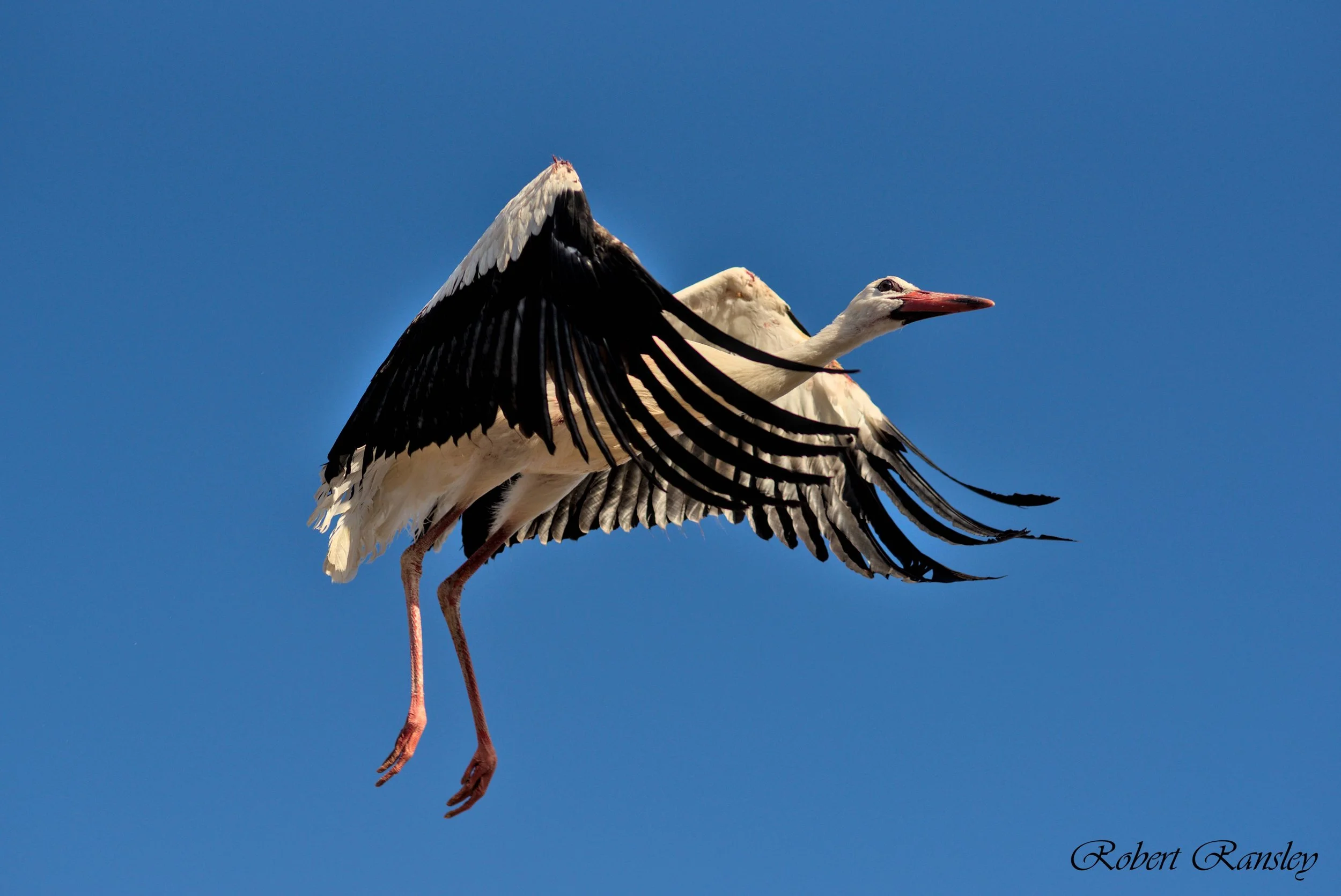 ransley photography AMUS bird release suelta aves (9).jpg