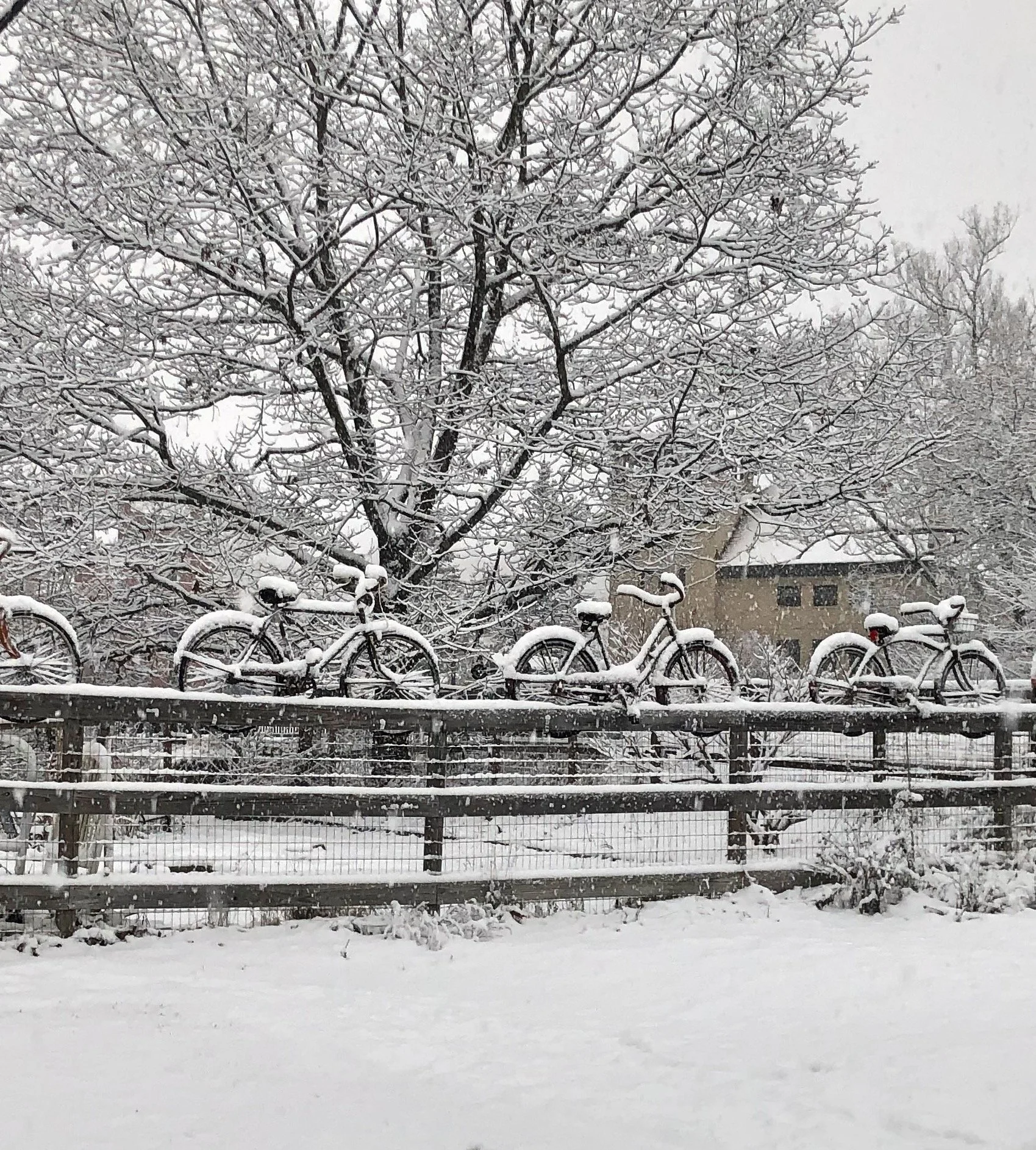 Snow bikes.jpg