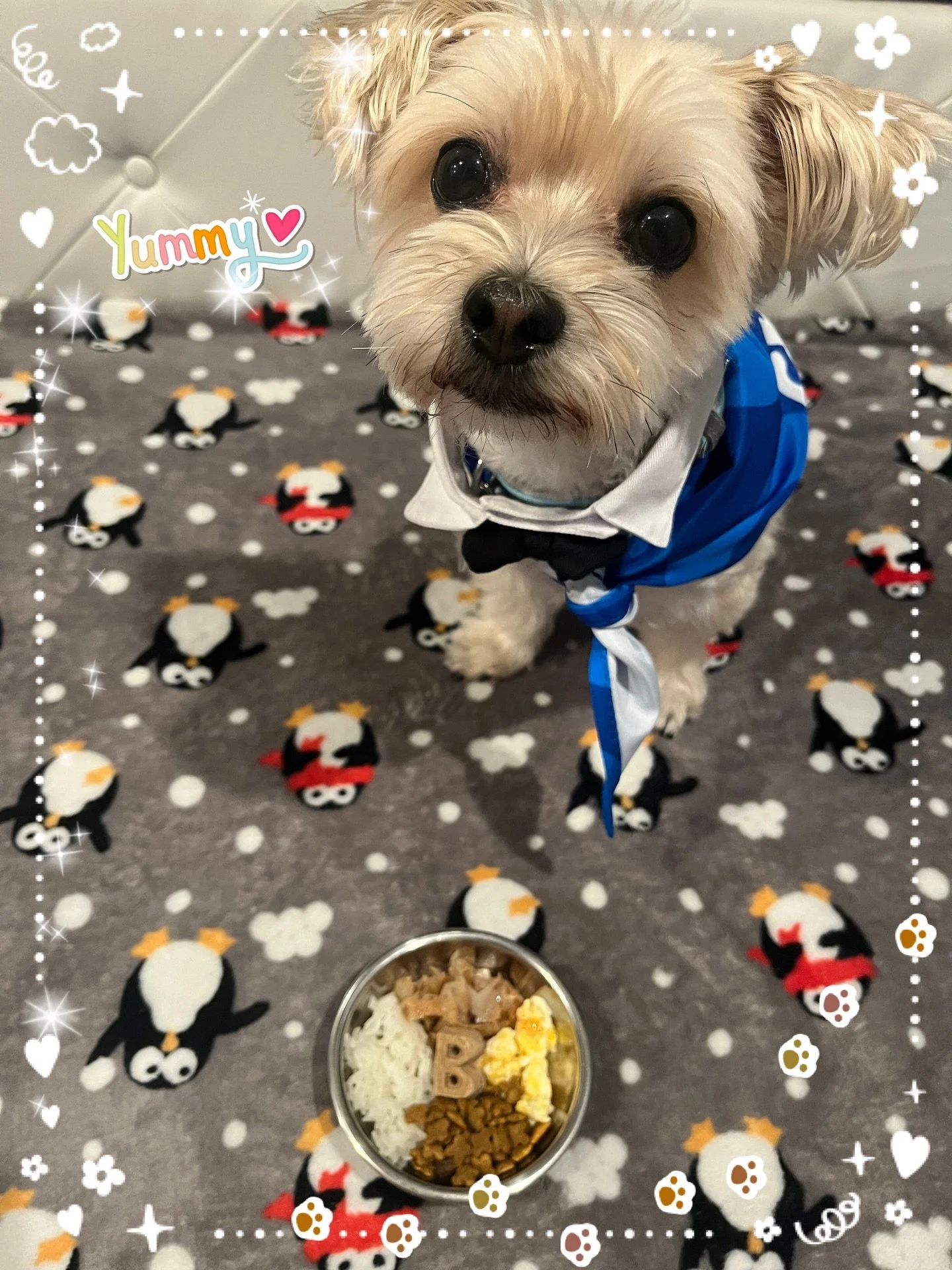 🎉🐾 Happy 7th Birthday to our sweet Momo! 🐶💛

We kicked off the big day with a breakfast fit for a king &mdash; pork, scrambled egg, rice, and kibble (he may have licked the bowl clean 👀).

Afternoon adventures included his favorite thing ever: a