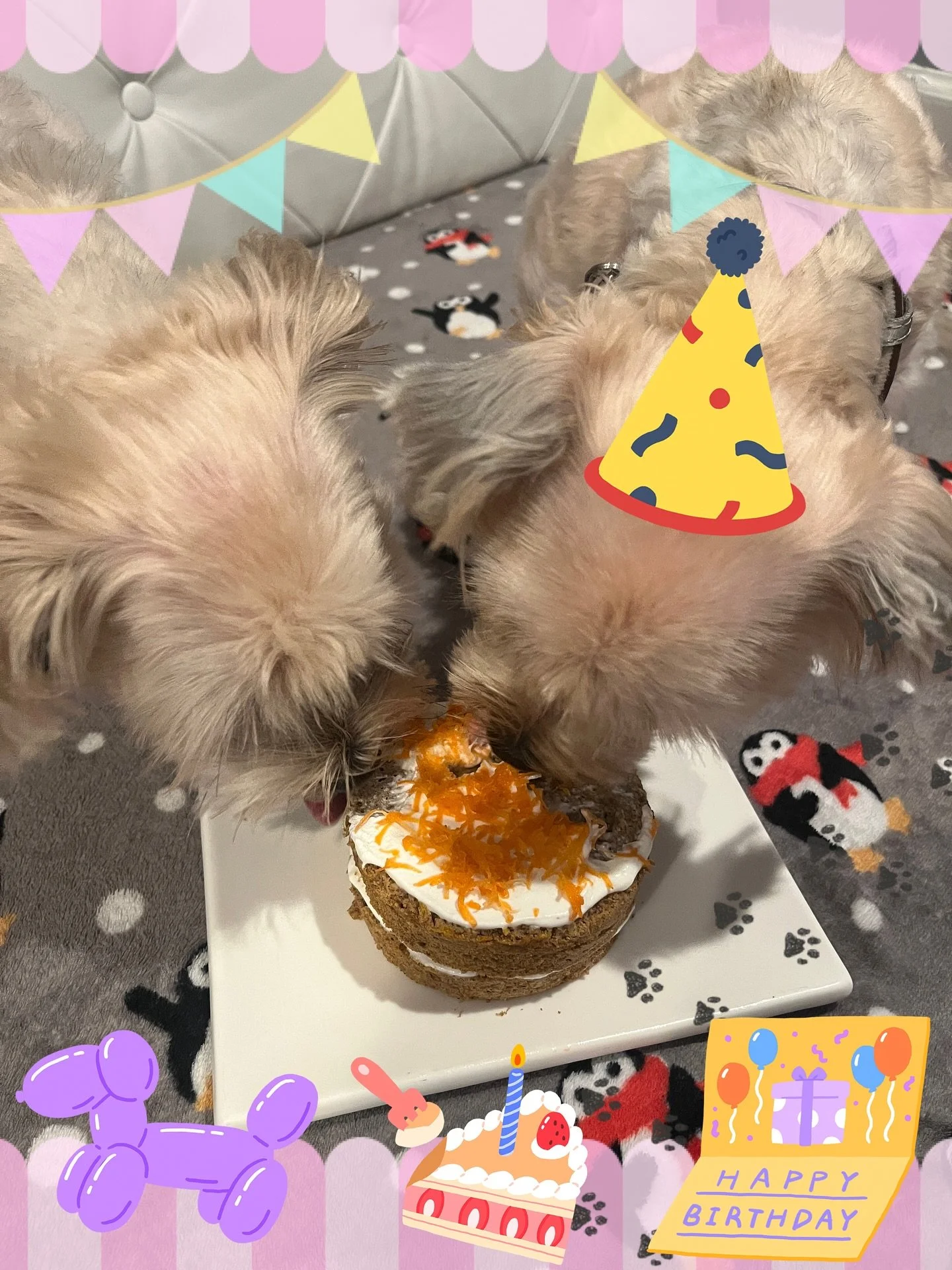 🎉 Today our sweet Tofu turned 2! 🐶💕 We kicked off his special day with a dog-friendly breakfast: fried rice with beef, egg, and his kibble 🥩✨

🎁 For his birthday gift, he got a brand new chew toy. We gave Momo one as well &mdash; but somehow Tof