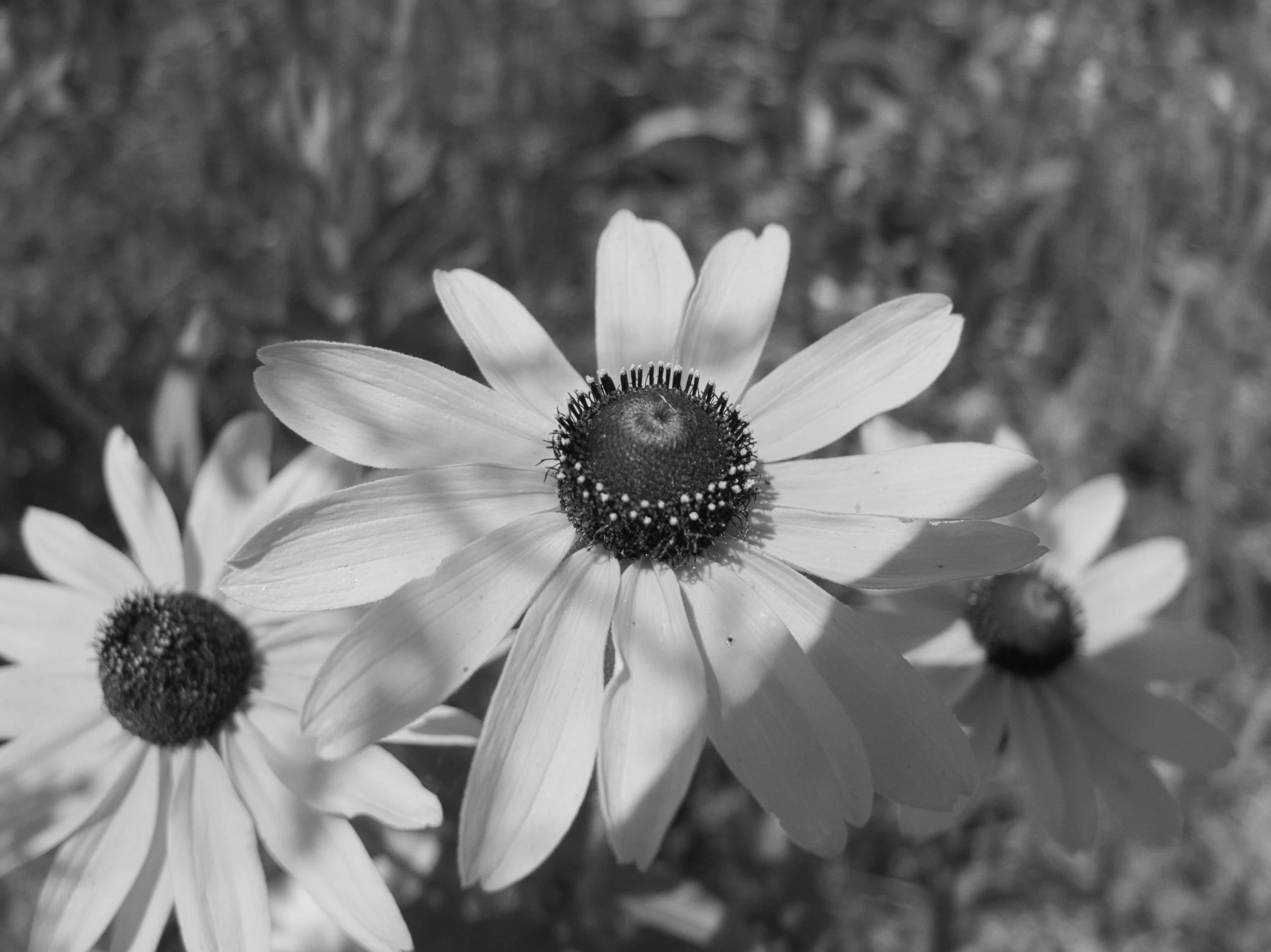 Macro 2025 - 1 of 1.jpeg