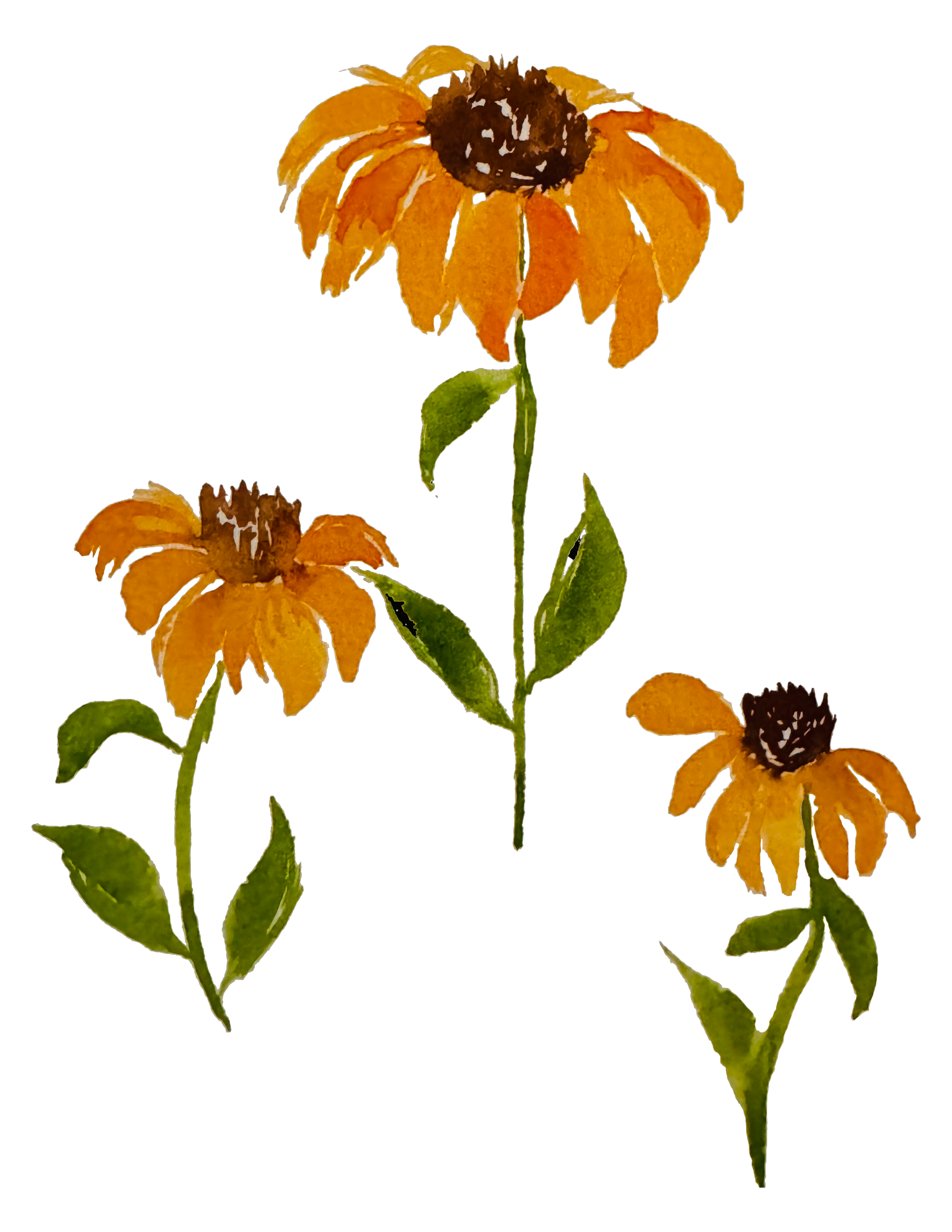 Rooted in Grace – Golden Coneflower Botanical Watercolor Art Print