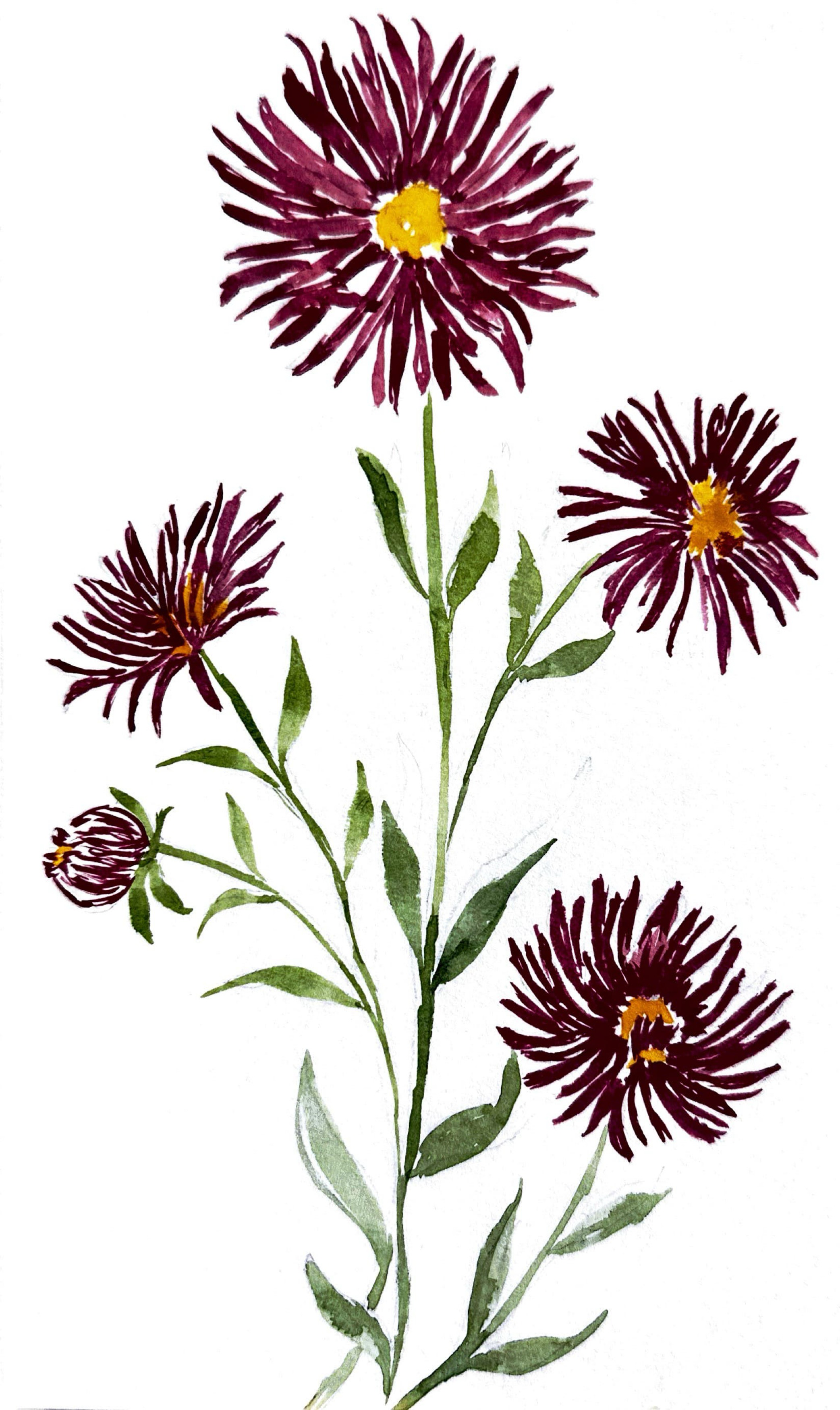 Dark Red Wild Flower Art Print