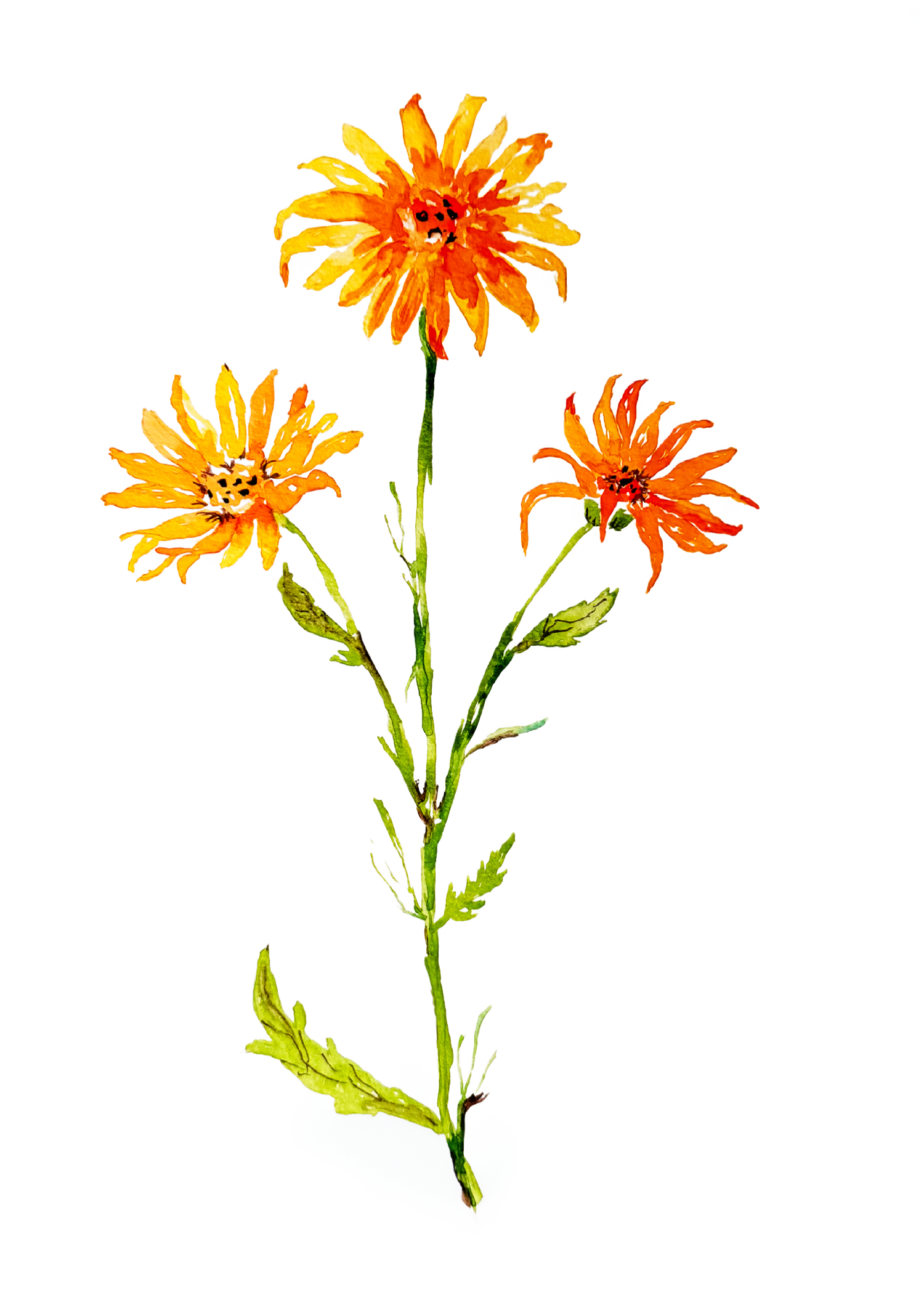 Founders Print February 2026-Final Print.png