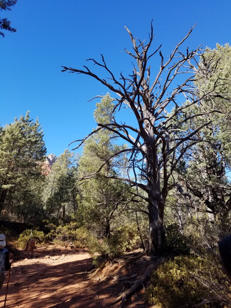 7AAB8470-EAEF-4D09-A3FF-AC3792D51D42_1_105_c.jpeg