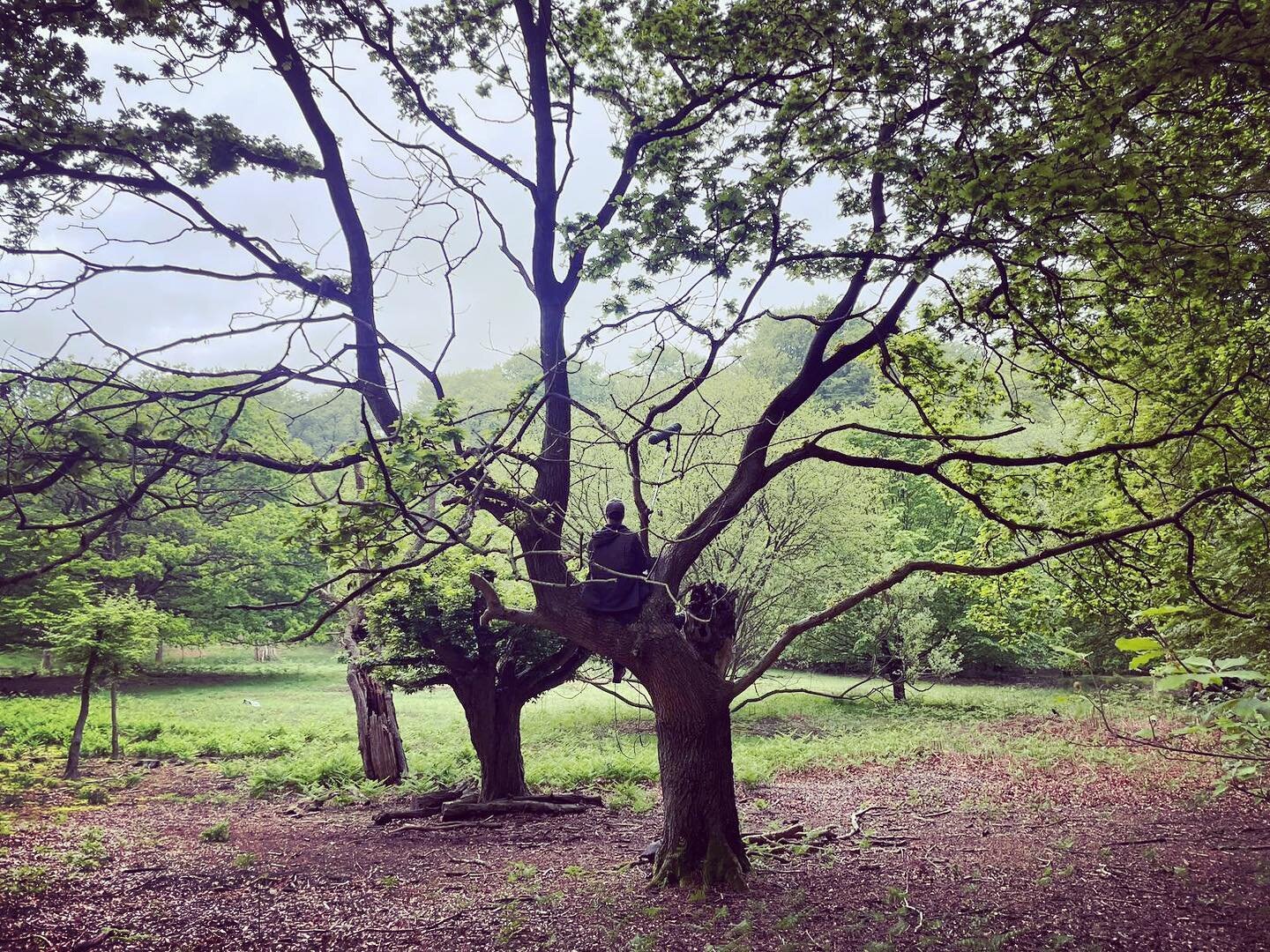 It&rsquo;s my birthday 🎂 and I spent the first bit of it deep in the forest, sitting on a tree, listening to and recording the dawn chorus. Doesn&rsquo;t get any better! 🕊️

New @swell__studio project incoming 🌳 thanks @busswehvisuals for photo an