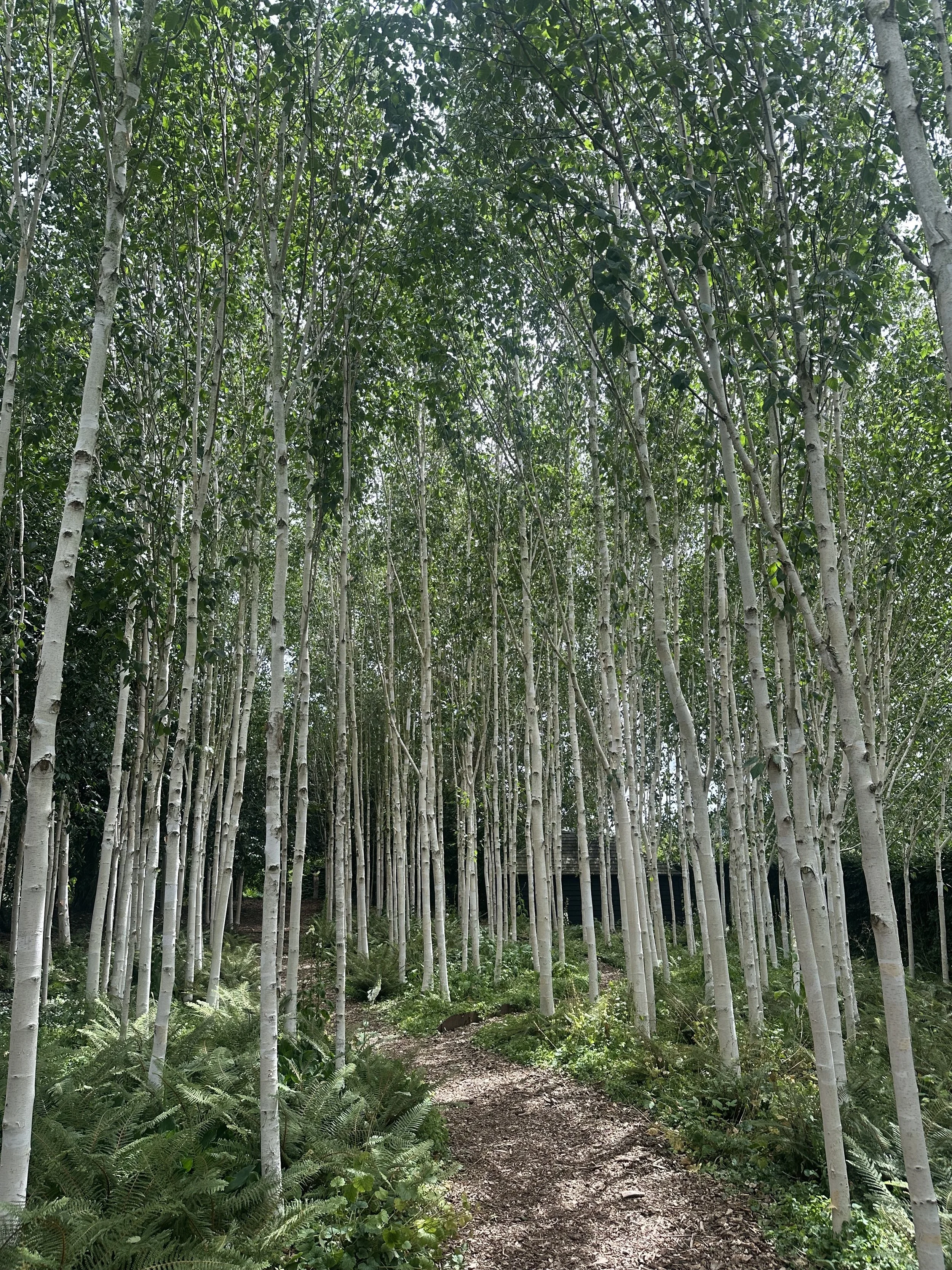 Birch Grove, Yeo Valley, UK