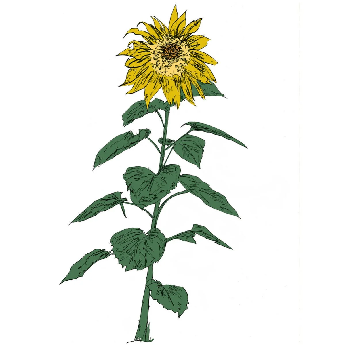 sunflower.jpeg