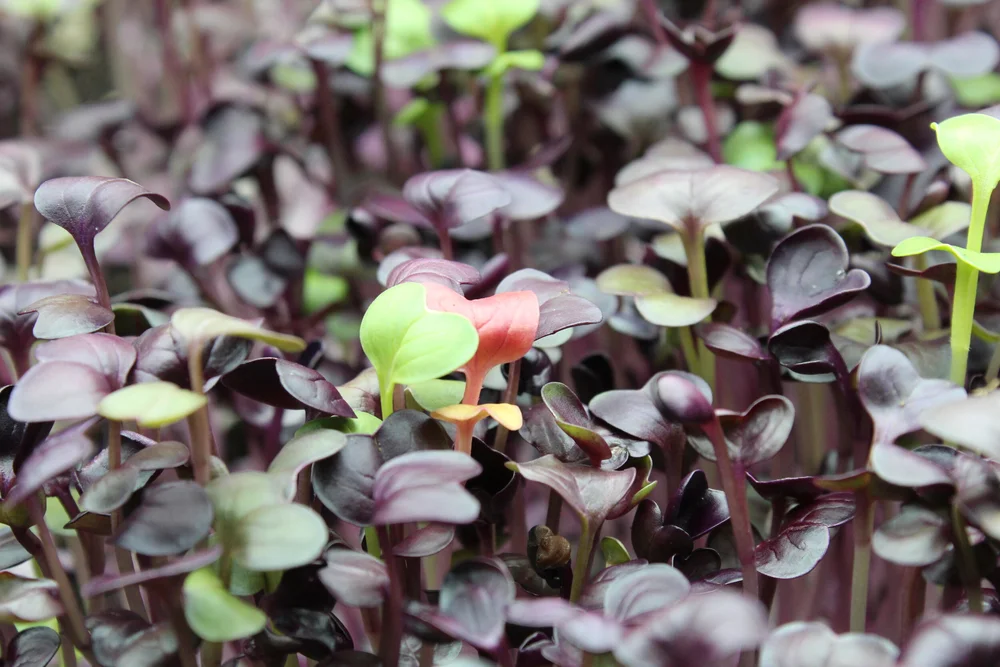 Explore Our Microgreens Selection - London, Ontario — Local Sustainable ...