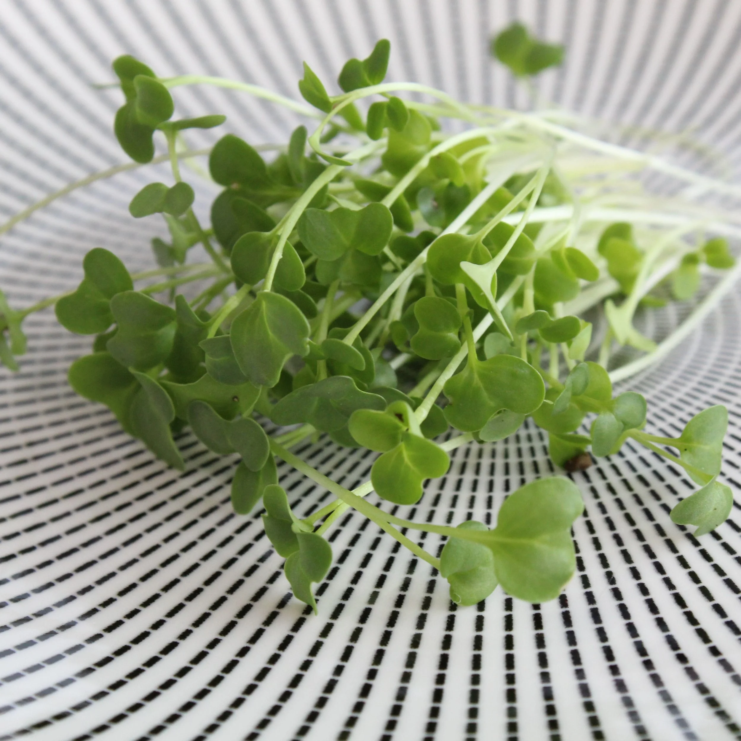 Explore Our Microgreens Selection - London, Ontario — Local Sustainable ...