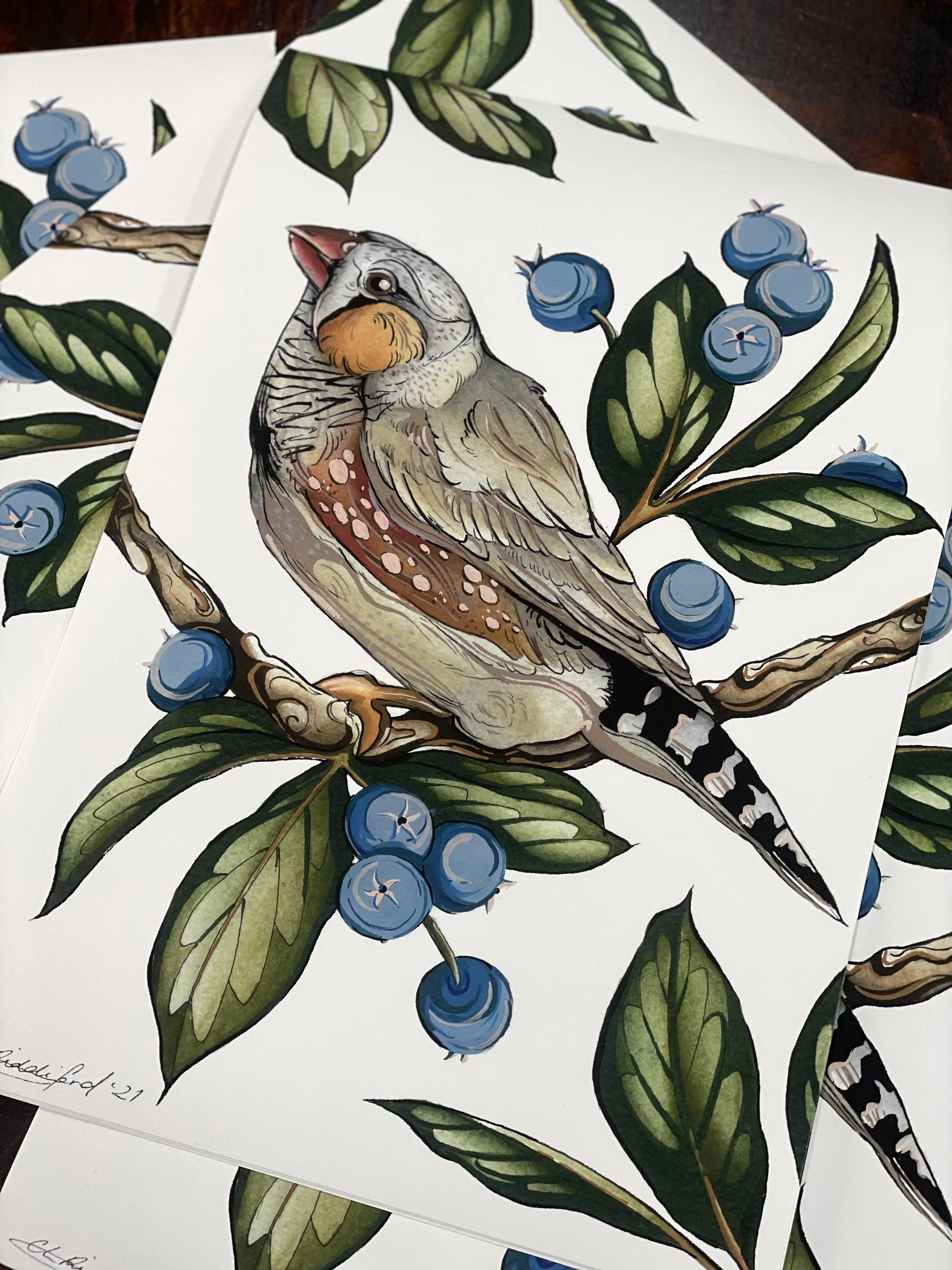 Zebra Finch Print A3