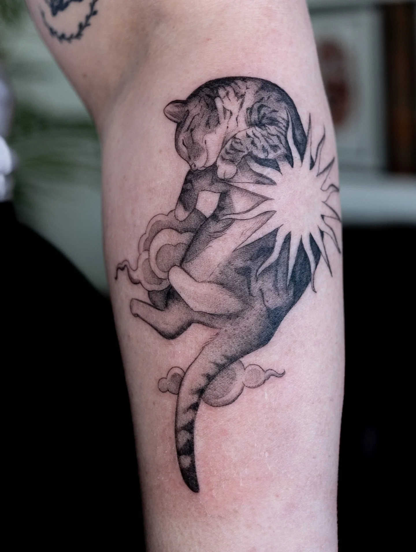 Yin yang celestial cat edition 🌞🌛✨ 
Rachel&rsquo;s chonky boy Frodo to match Luna on the other side (healed)!