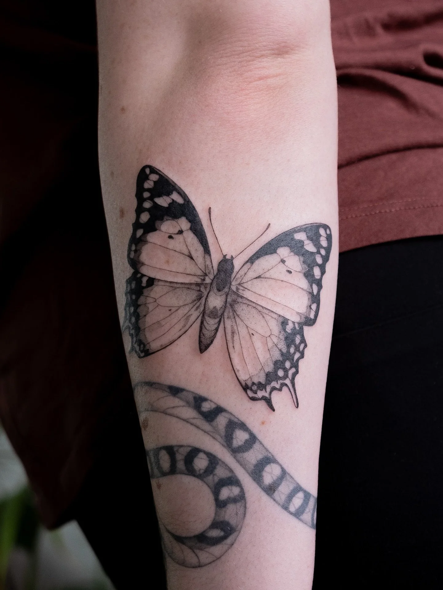 Rani&rsquo;s Australian tailed emperor butterfly! 𓂃⋆.˚