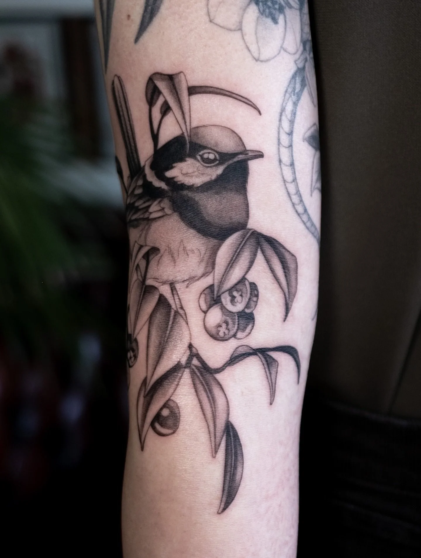 Hannah&rsquo;s Aussie fairy wren and lilly pilly from a couple of months ago! I love tattooing these little guys ⋆˚꩜｡
