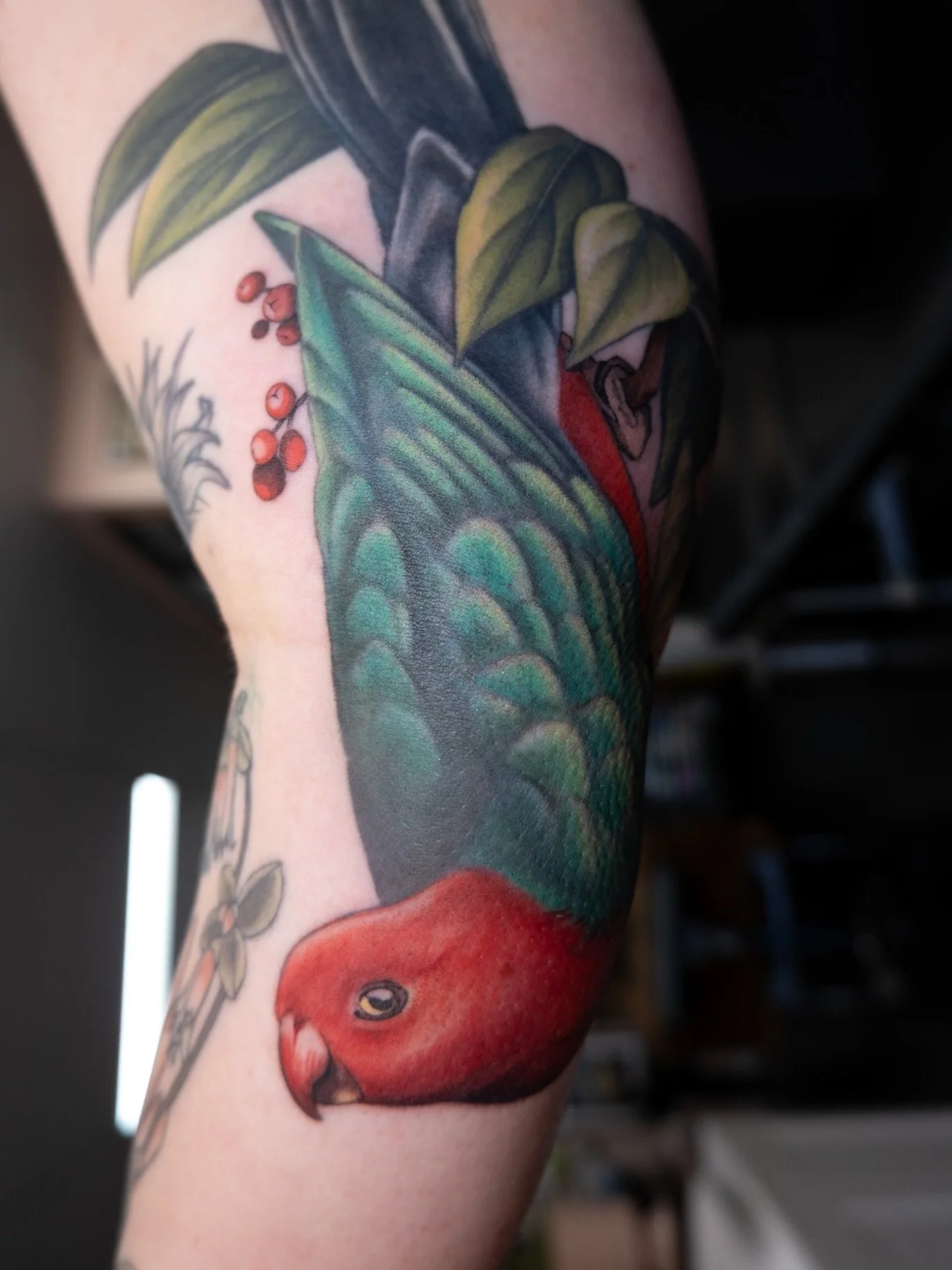 I got to finish Taylor&rsquo;s king parrot last week! Mostly 1 year healed here, except for the red and some of the green in the wings which is fresh 🫶🏻 thank you so much for getting this from my available designs!
