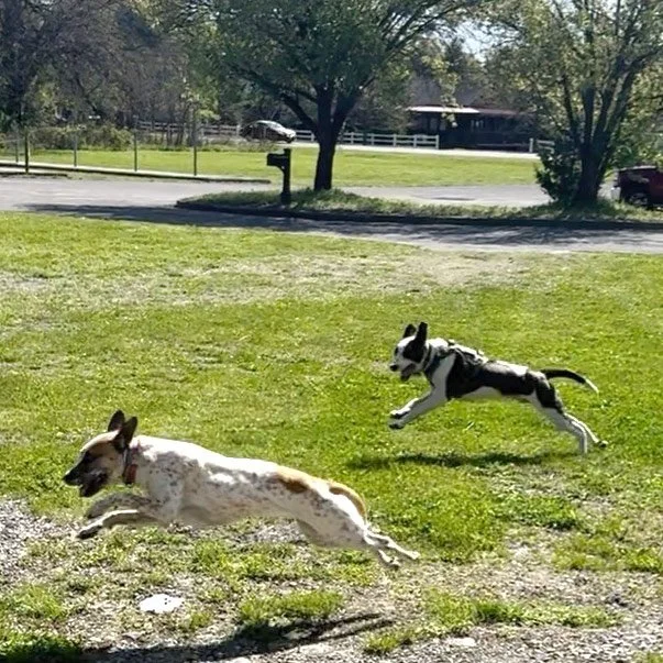Two dogs leap into air together as they run