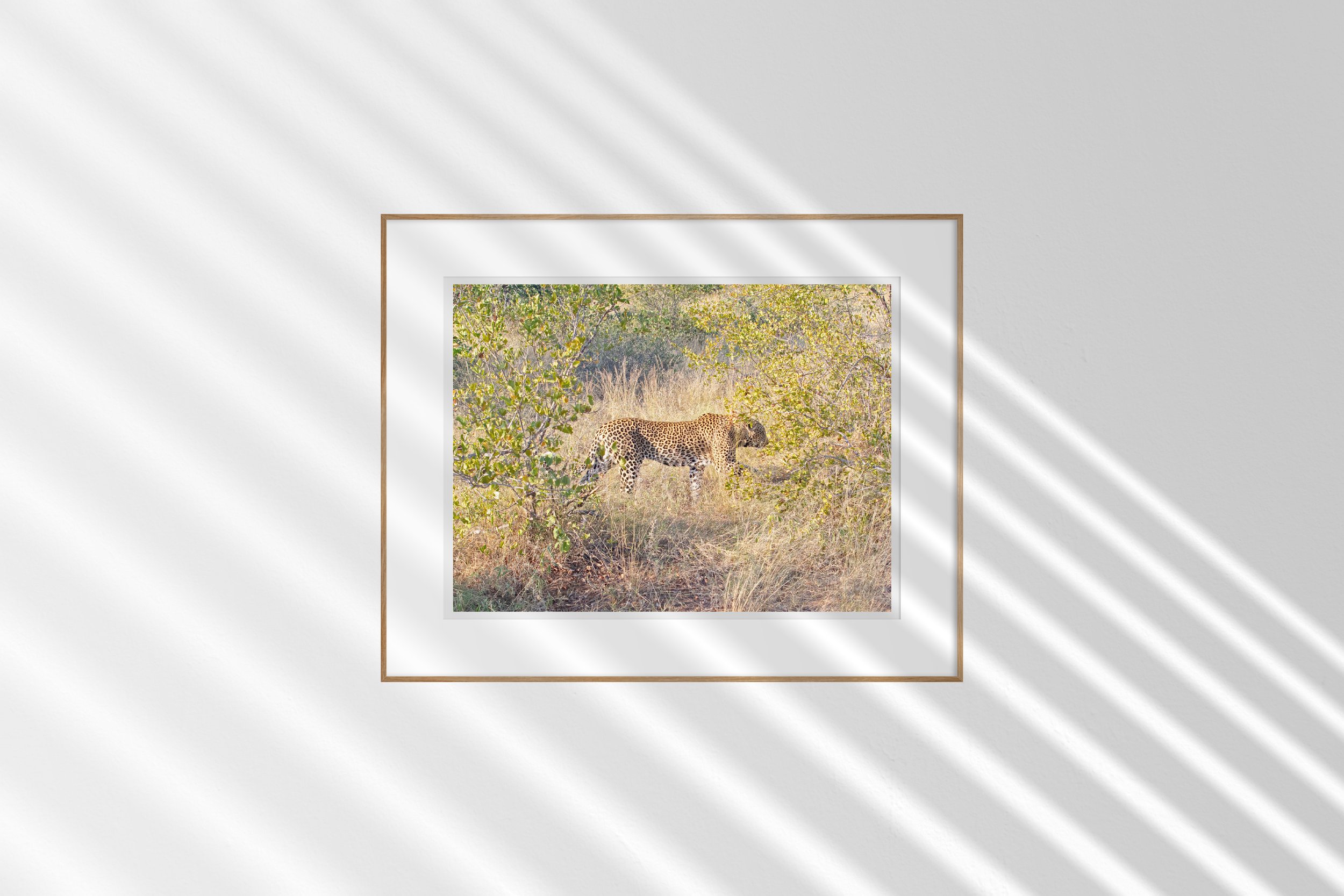 Timbavati South Africa