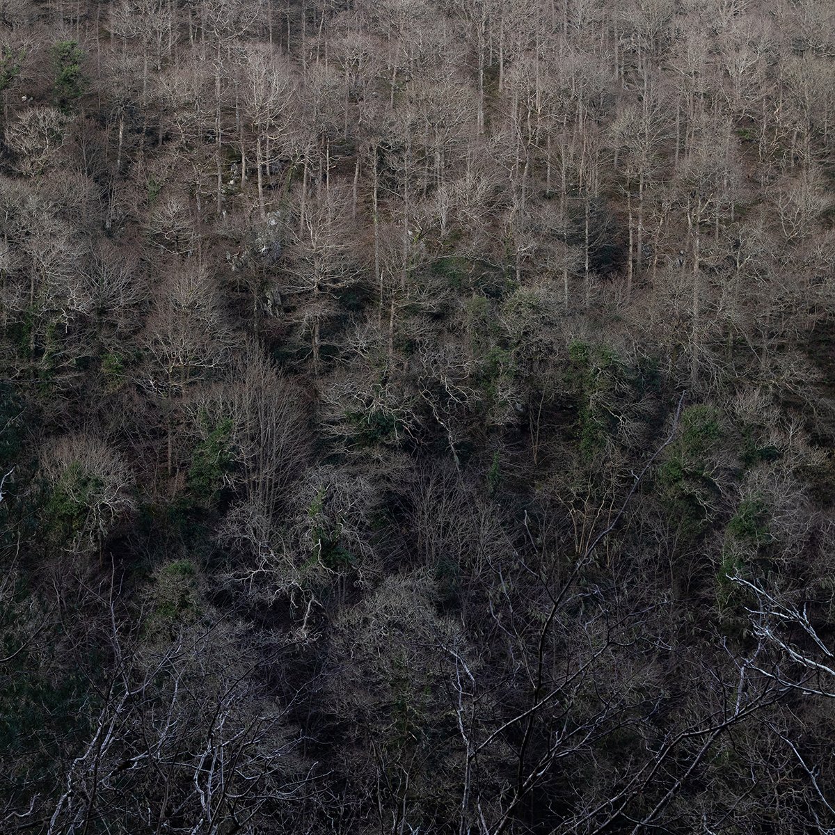 Dendritic forrest B Ryan.jpg