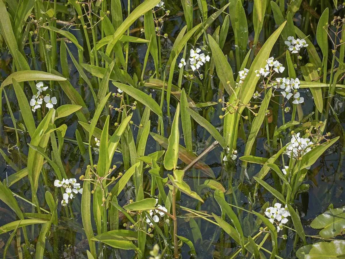 Valuing the Irreplaceable: Bunched Arrowhead
