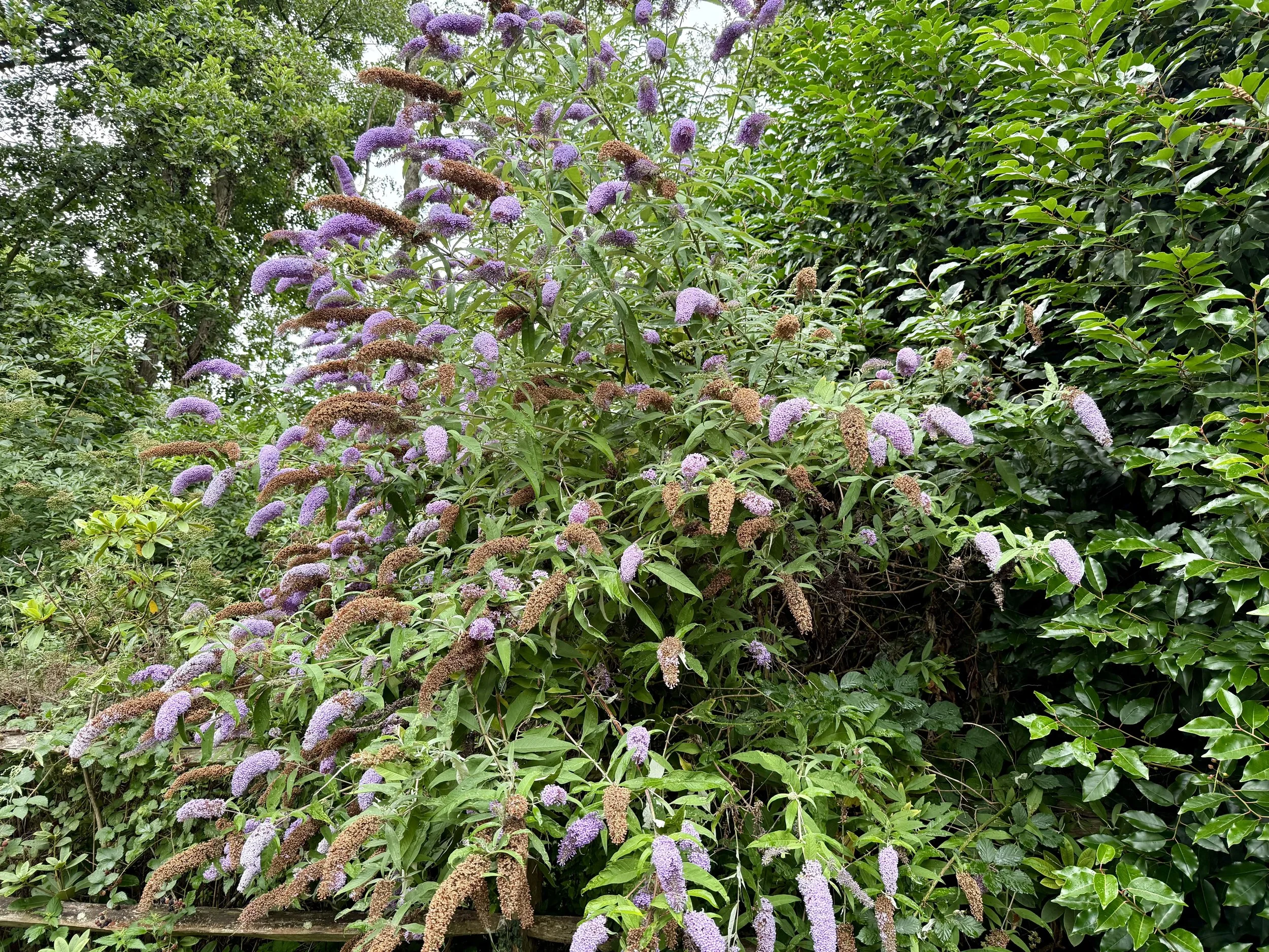 Leeds Castle Grounds