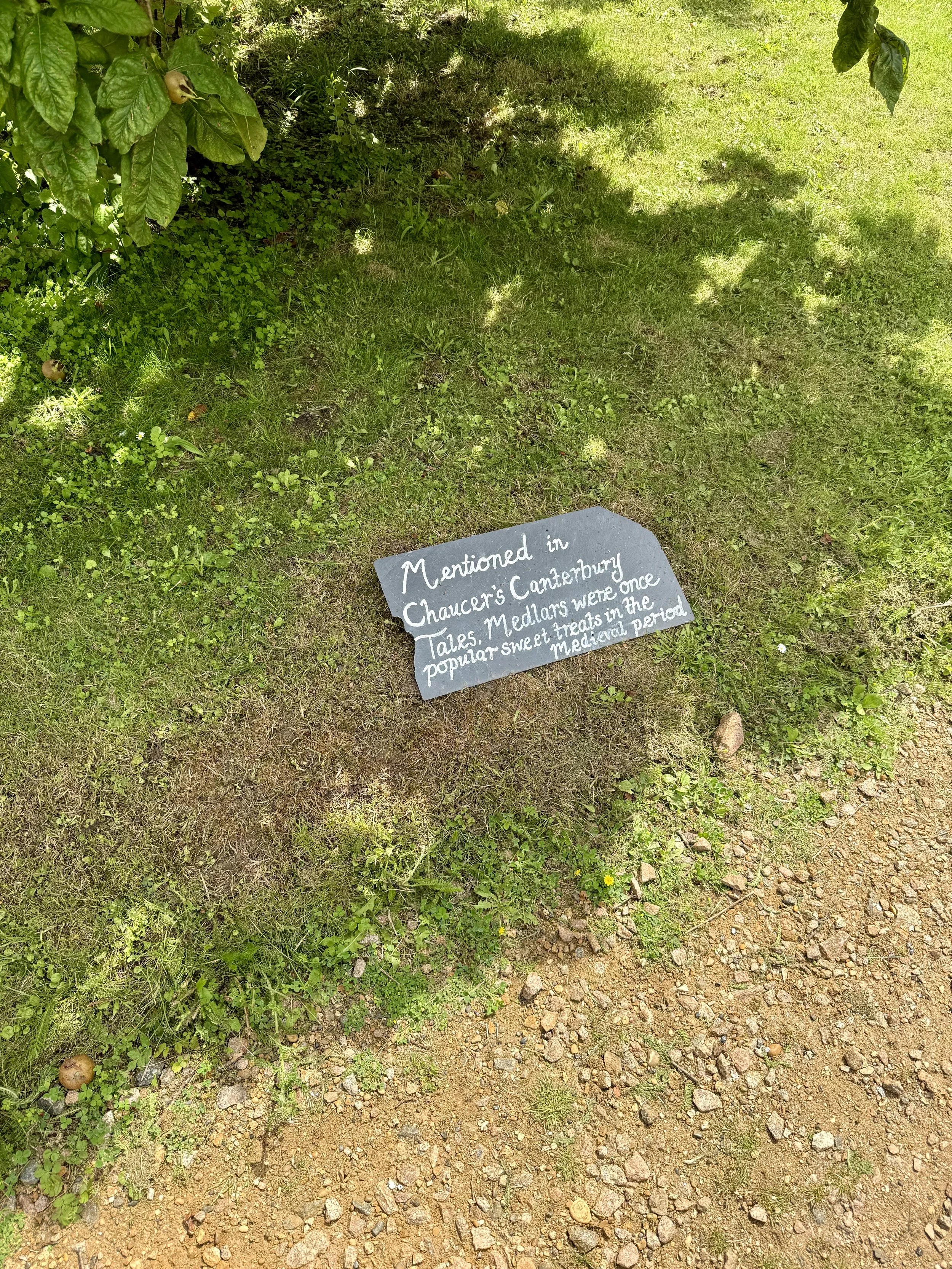 Medieval fruit tree in the garden