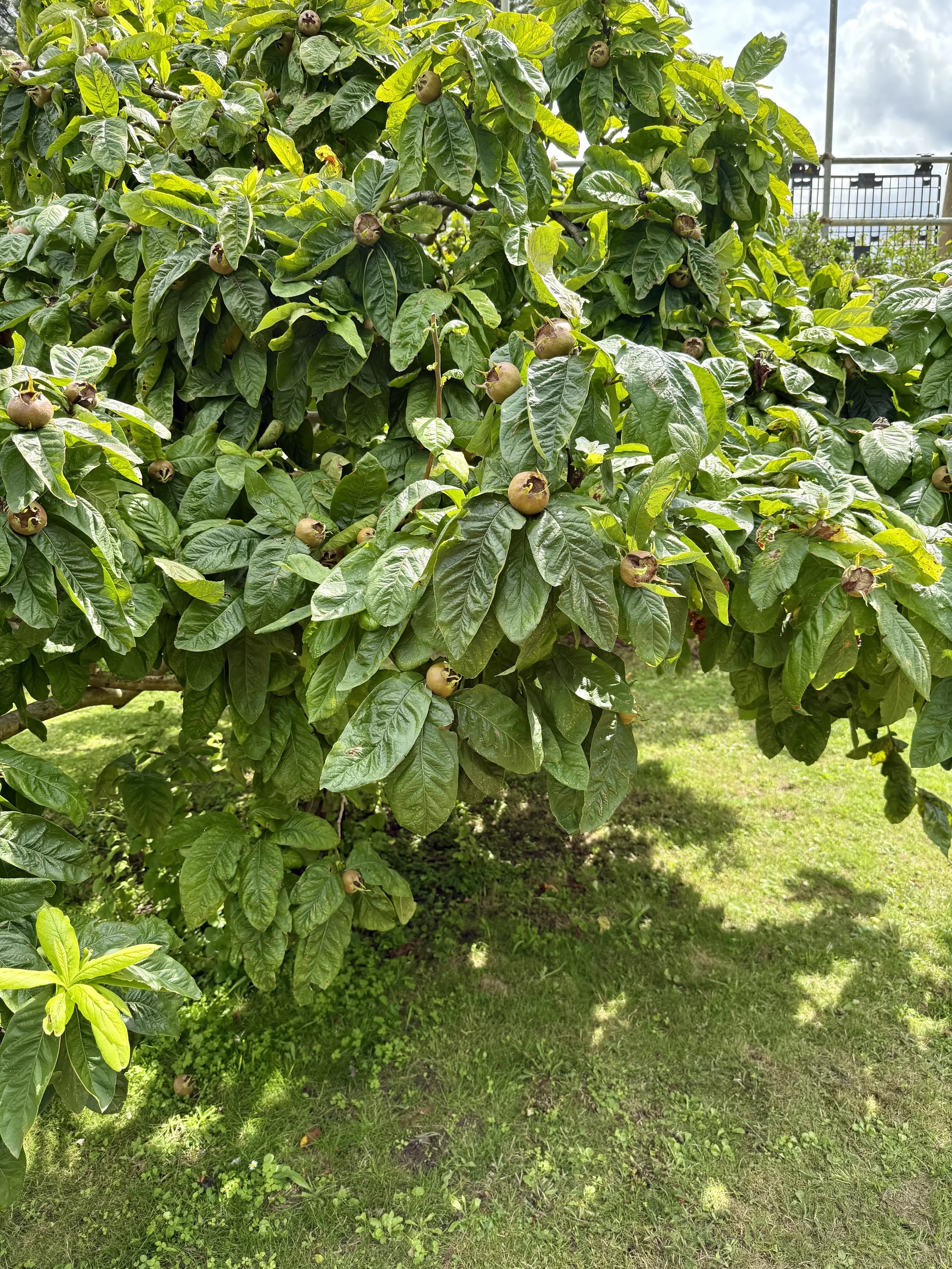 Medlar tree