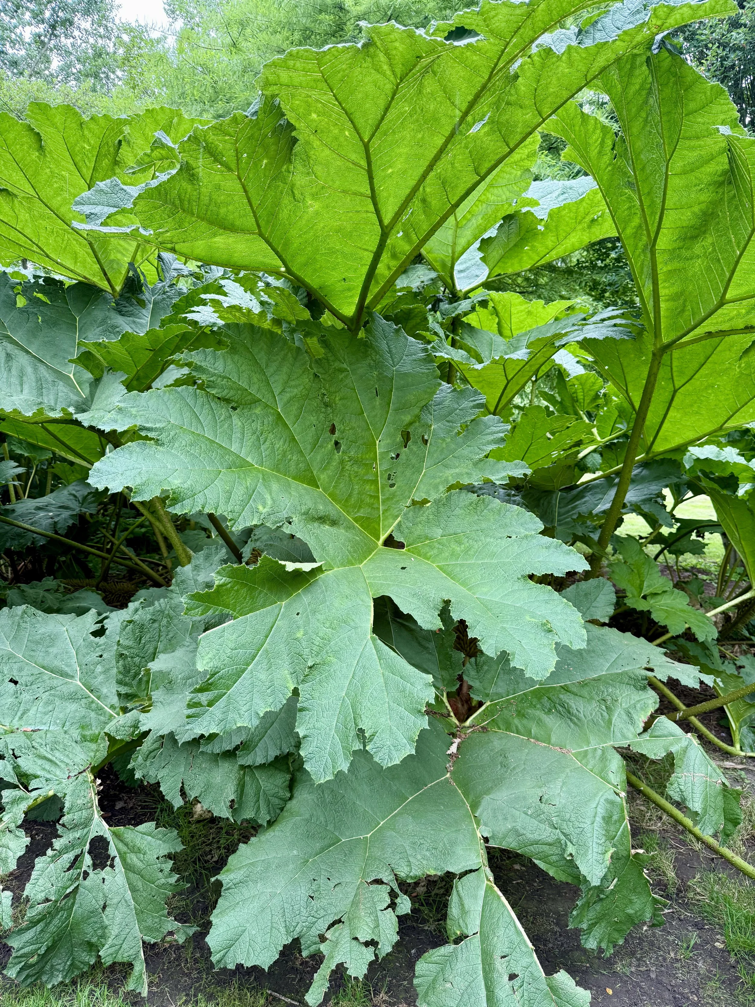 Leeds Castle Grounds