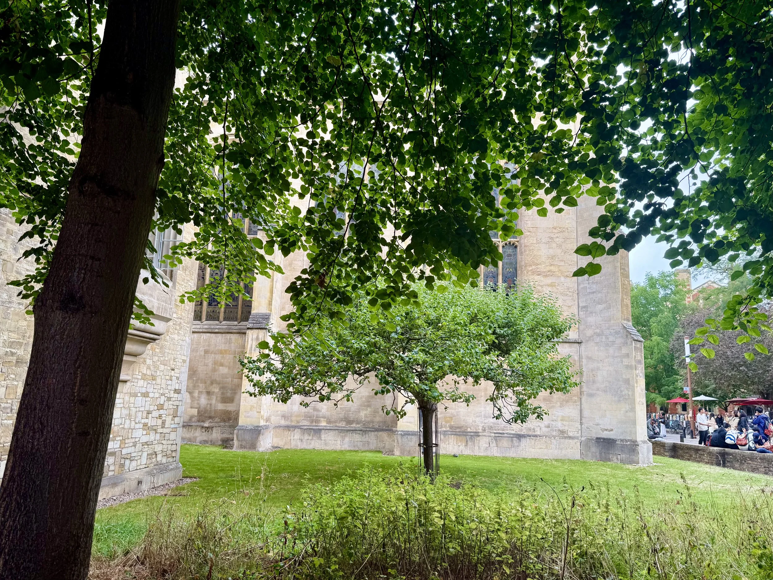 Legend has it that this is Newton's apple tree...