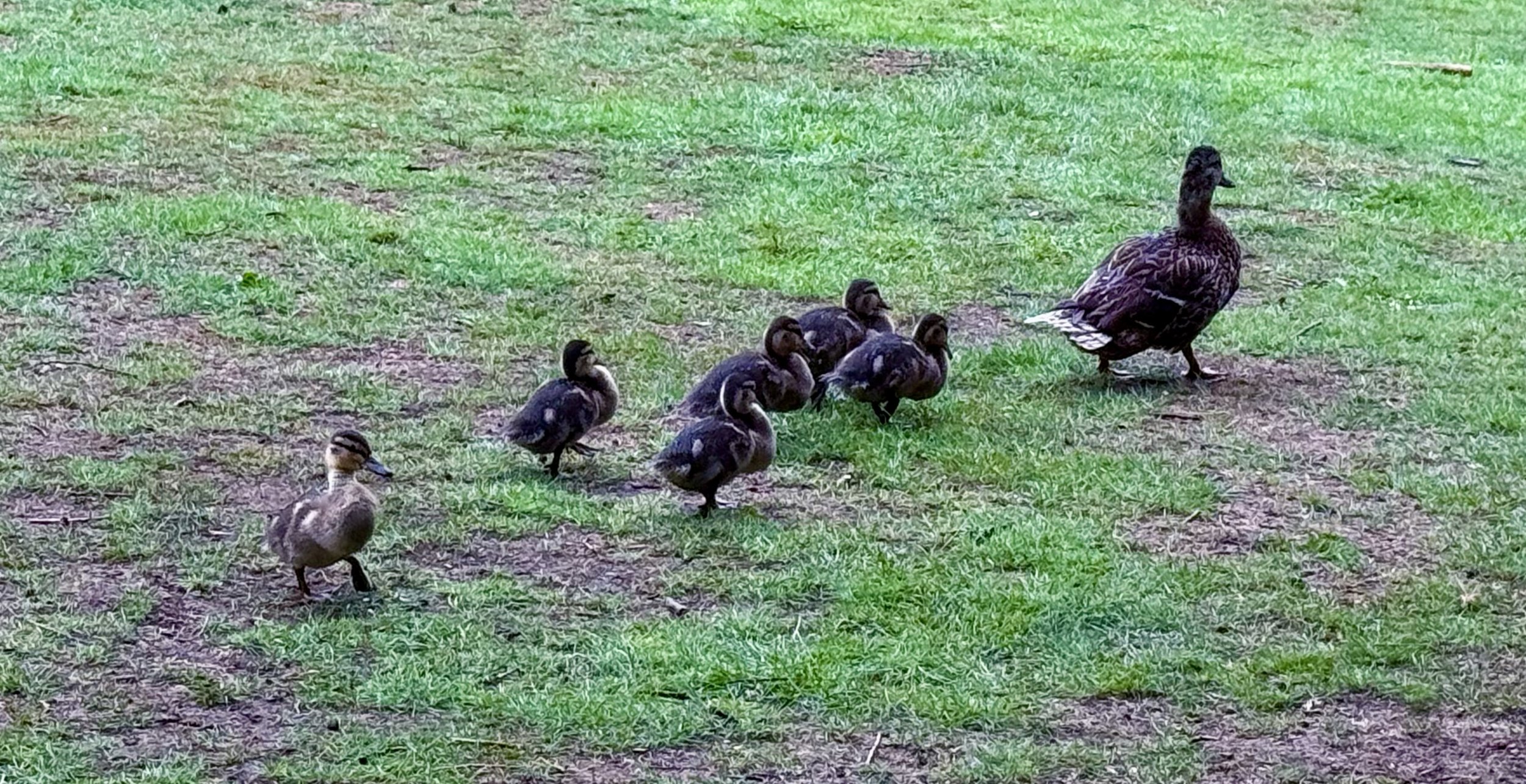 Leeds Castle Grounds
